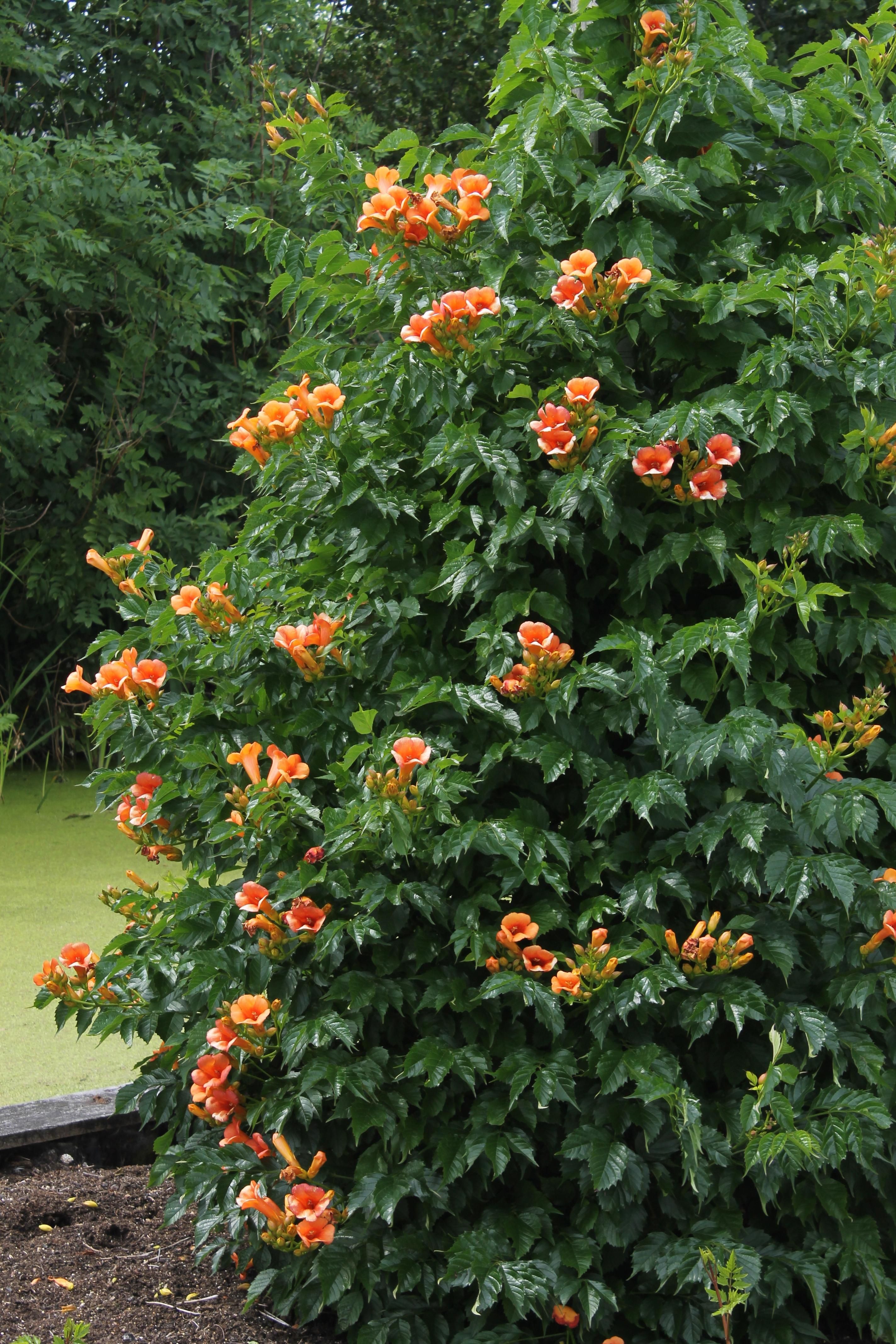 Hoogeveen 2x - Campsis 'Indian Summer' - ↨65cm - Ø15 (8720955321495)