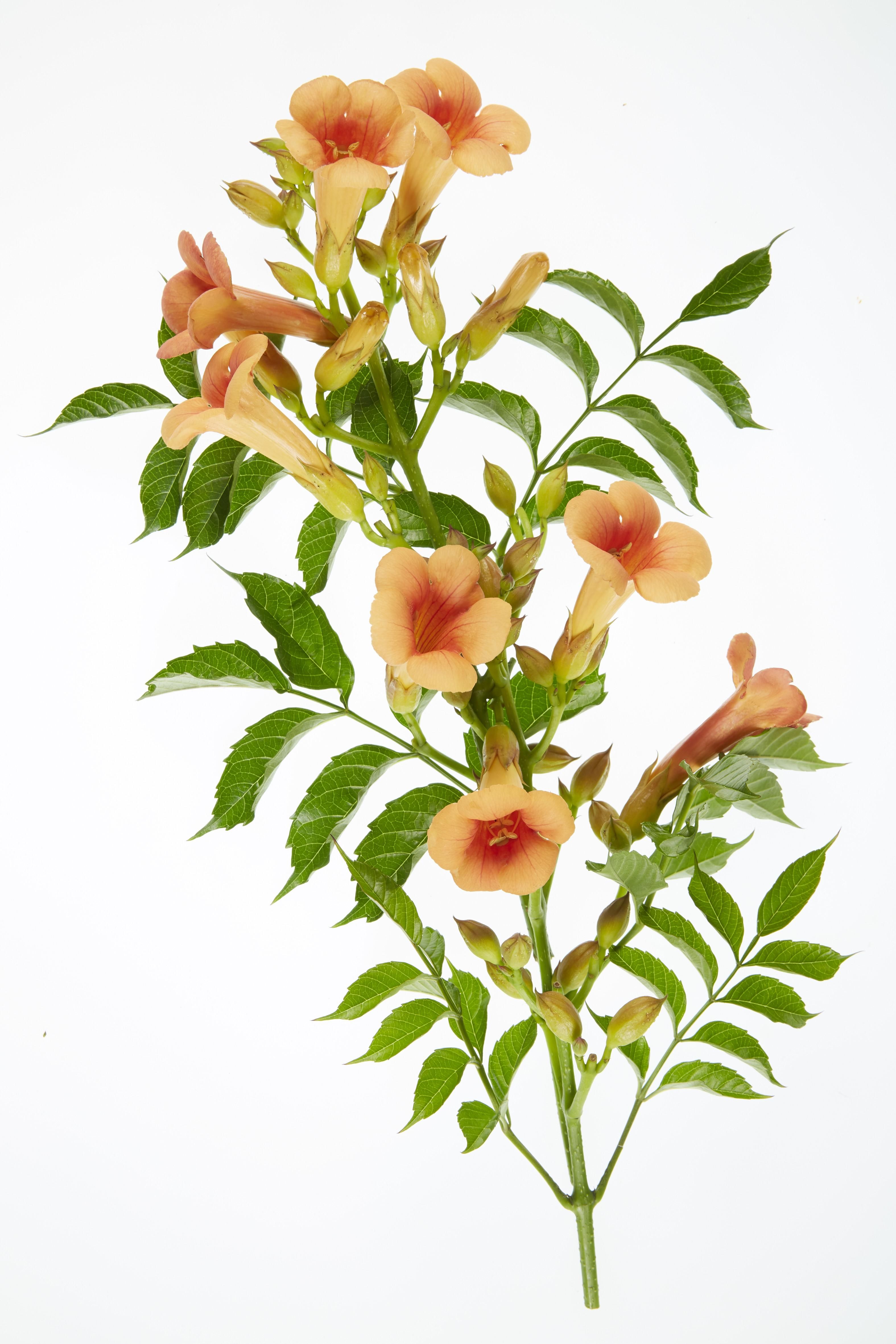 Hoogeveen 2x - Campsis 'Indian Summer' - ↨65cm - Ø15 (8720955321495)