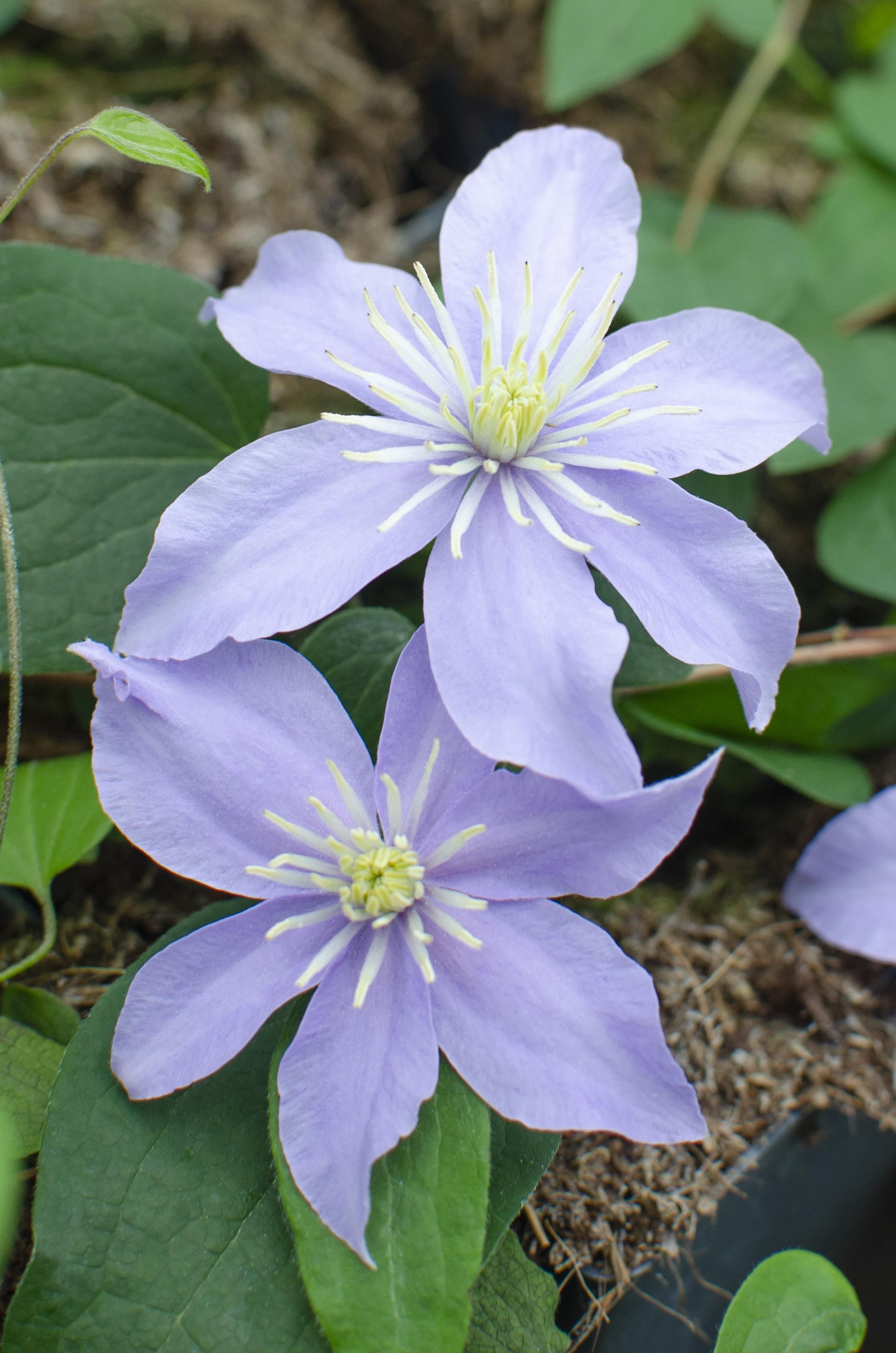 Hoogeveen 4x - Clematis Justa - ↨65cm - Ø15 (8720955320870)