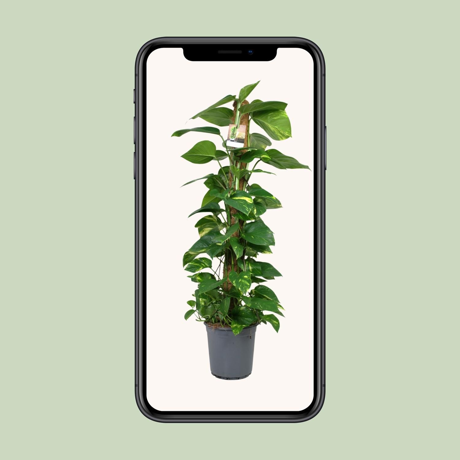 Scindapsus Epipremnum (12442)