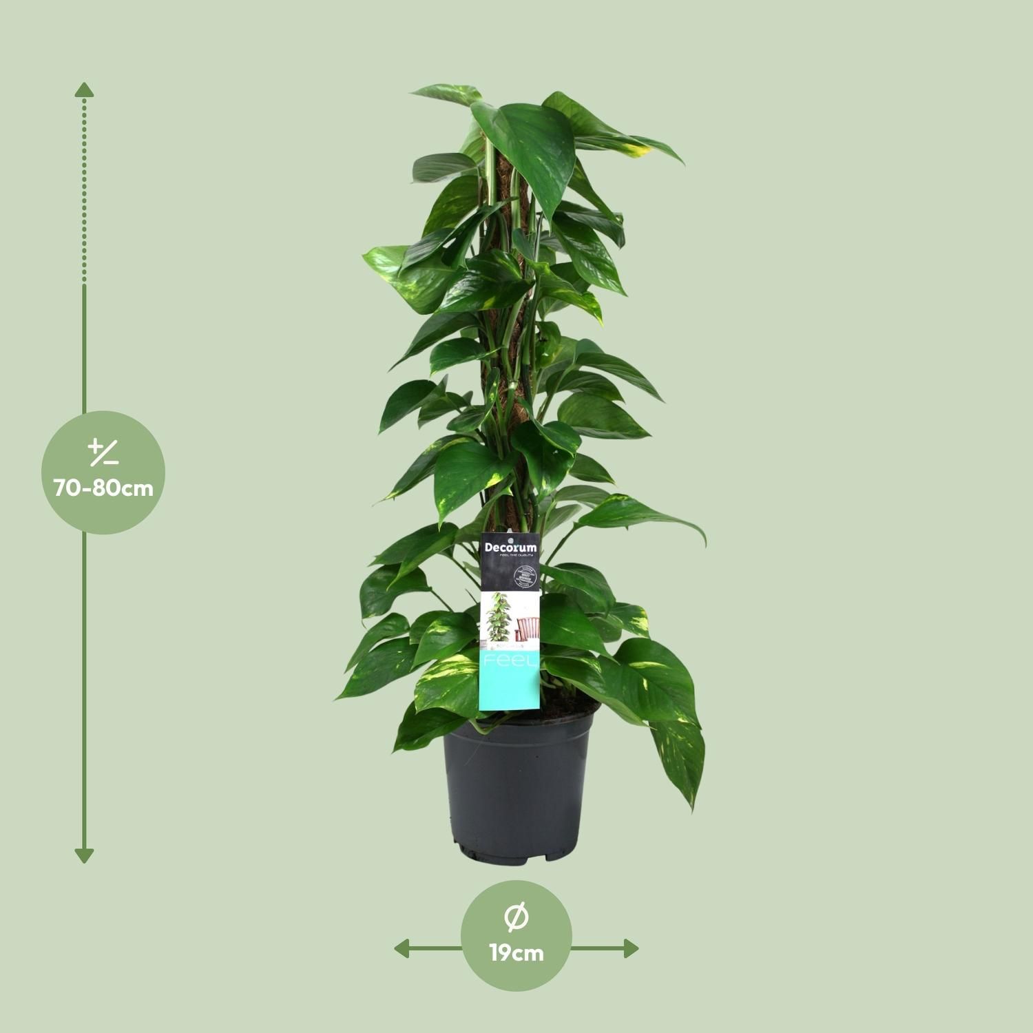 Scindapsus (Epipremnum) (12490)
