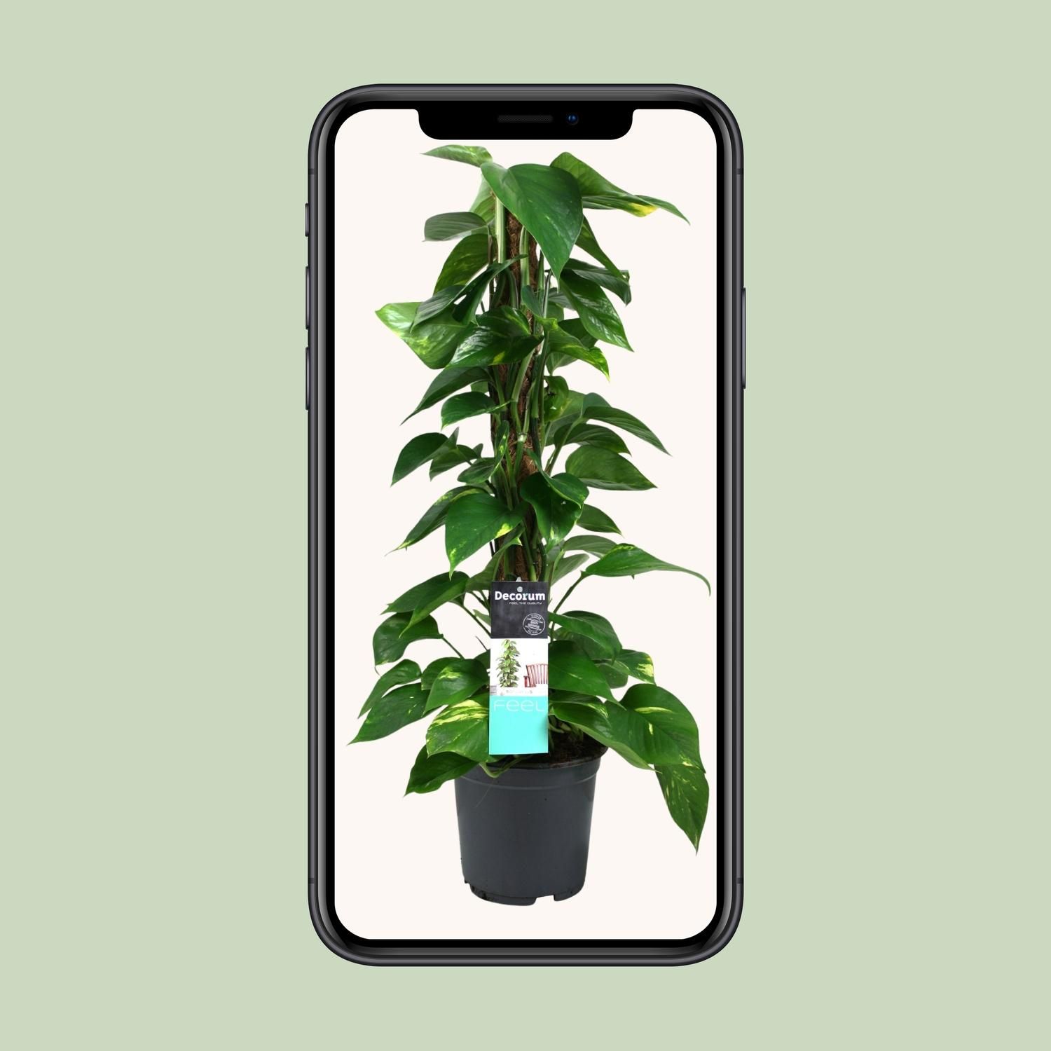 Scindapsus (Epipremnum) (12490)