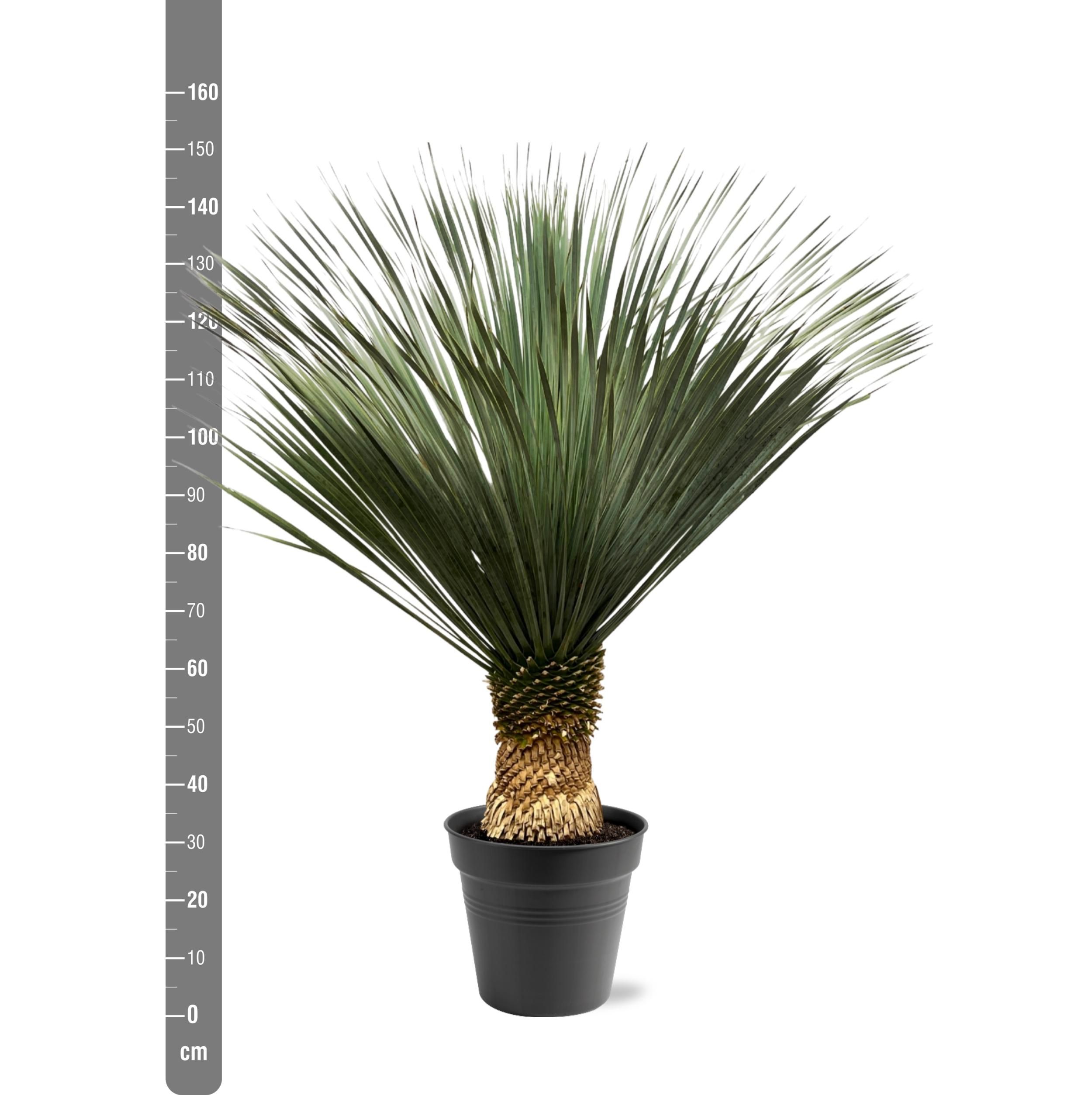 Yucca Rostrata - 130 - 150 cm - Ø50 (8721081686311)