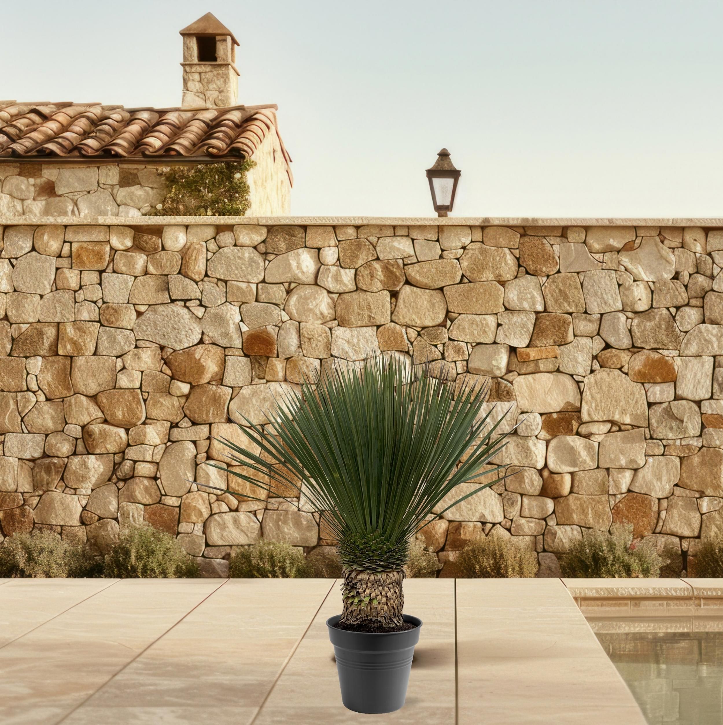 Yucca Rostrata - 130 - 150 cm - Ø50 (8721081686311)