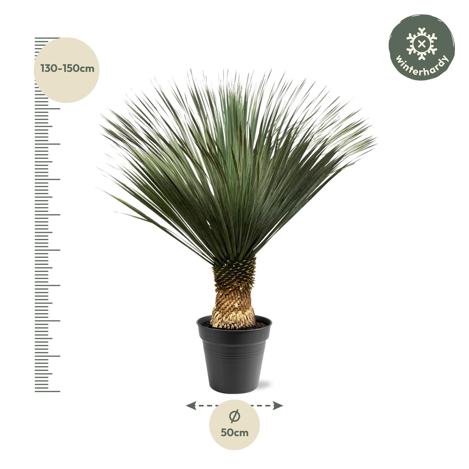 Yucca Rostrata - 130 - 150 cm - Ø50 (8721081686311)