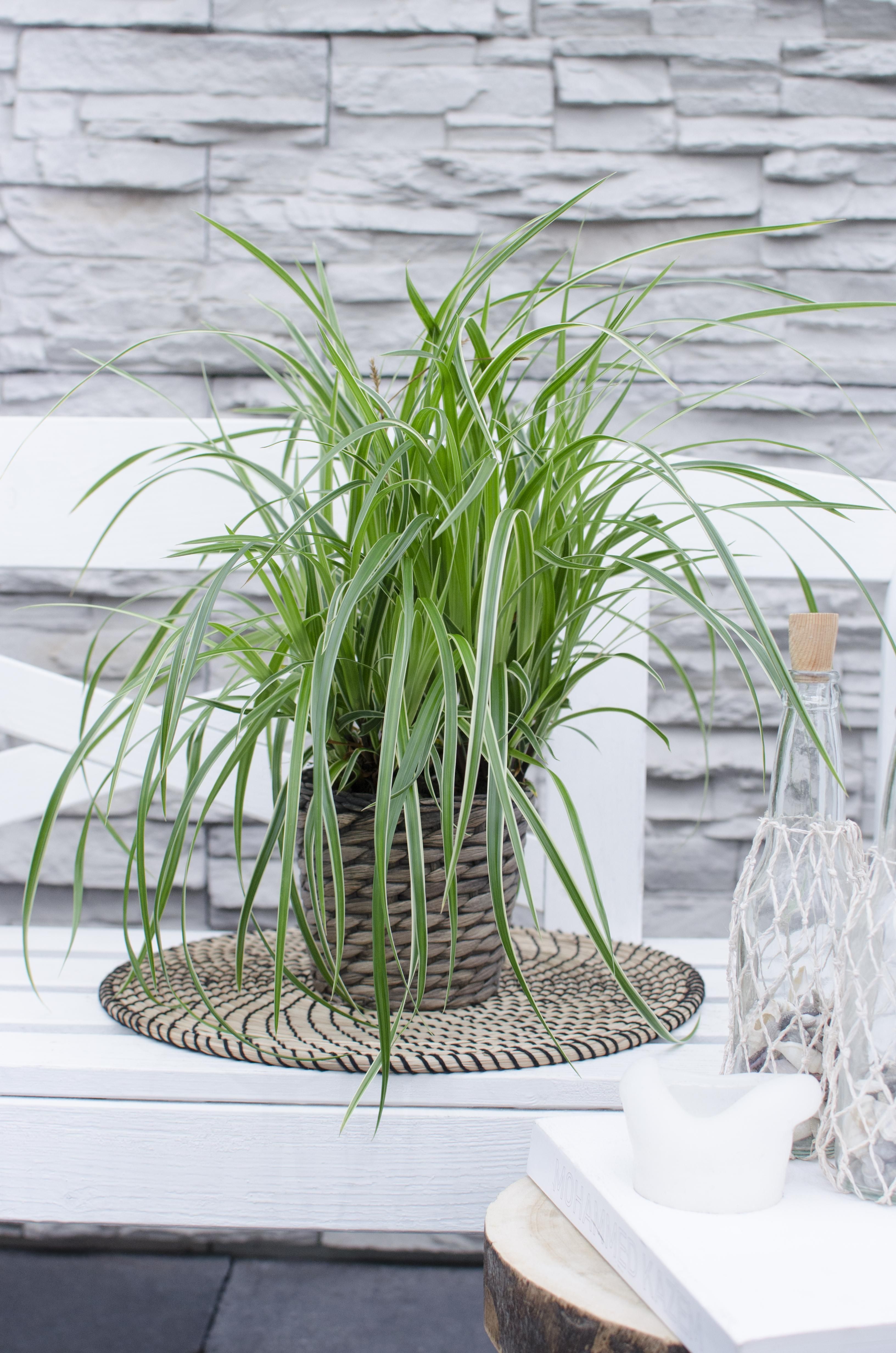 Hoogeveen 3x - Carex morrowii 'Ice Dance' - ↨30cm - Ø14 (8720955321570)