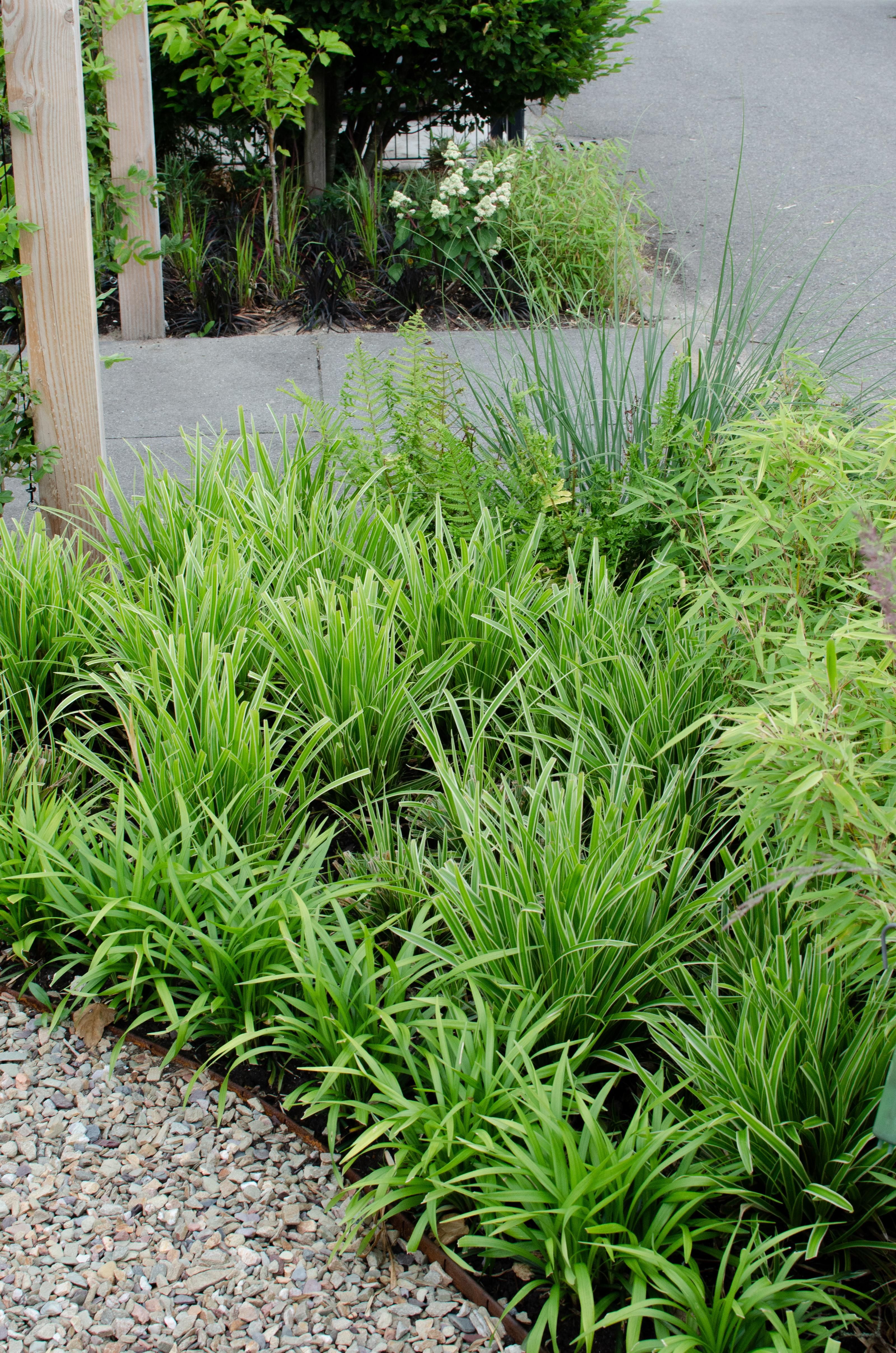 Hoogeveen 3x - Carex morrowii 'Ice Dance' - ↨30cm - Ø14 (8720955321570)