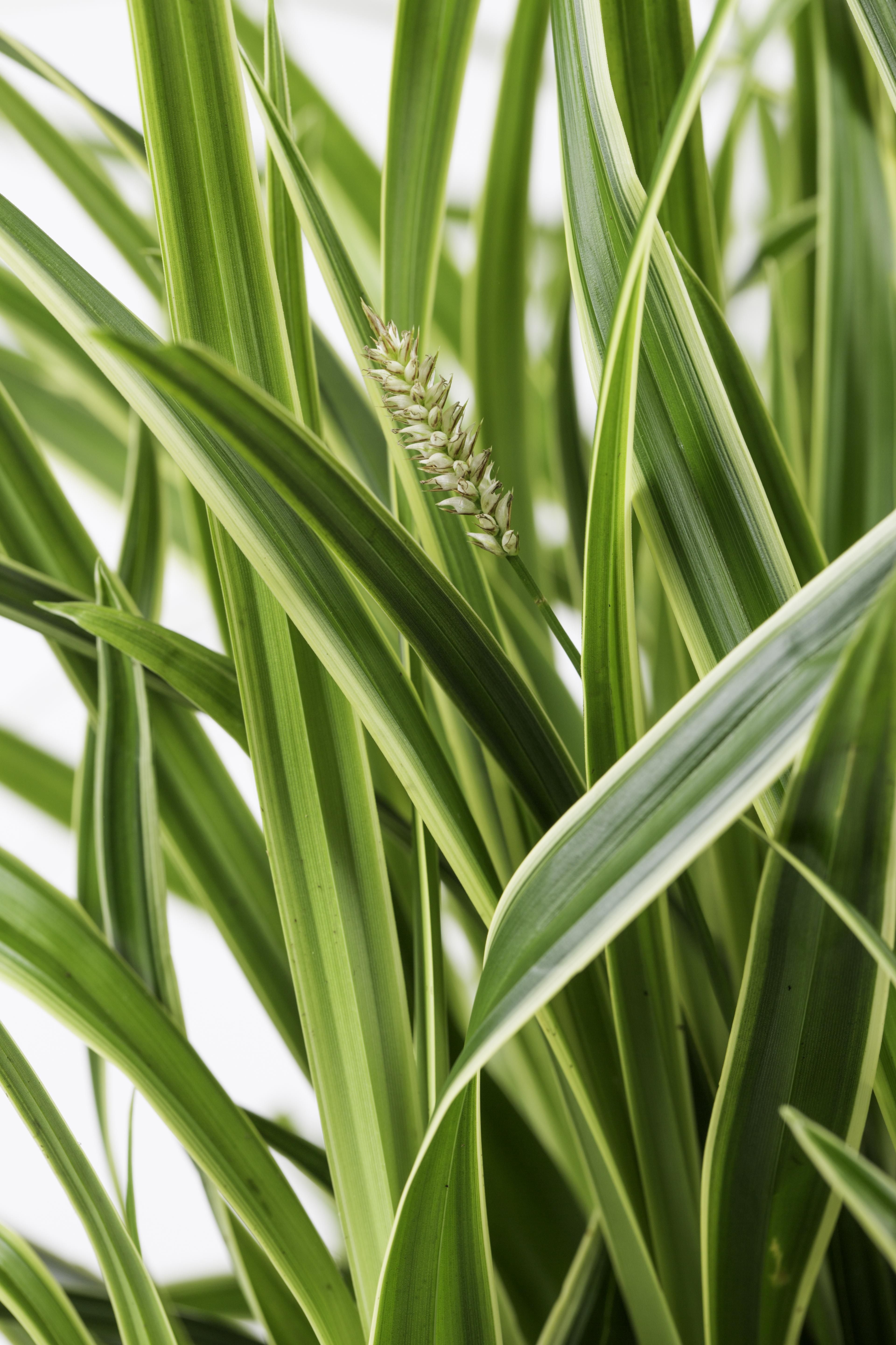 Hoogeveen 3x - Carex morrowii 'Ice Dance' - ↨30cm - Ø14 (8720955321570)