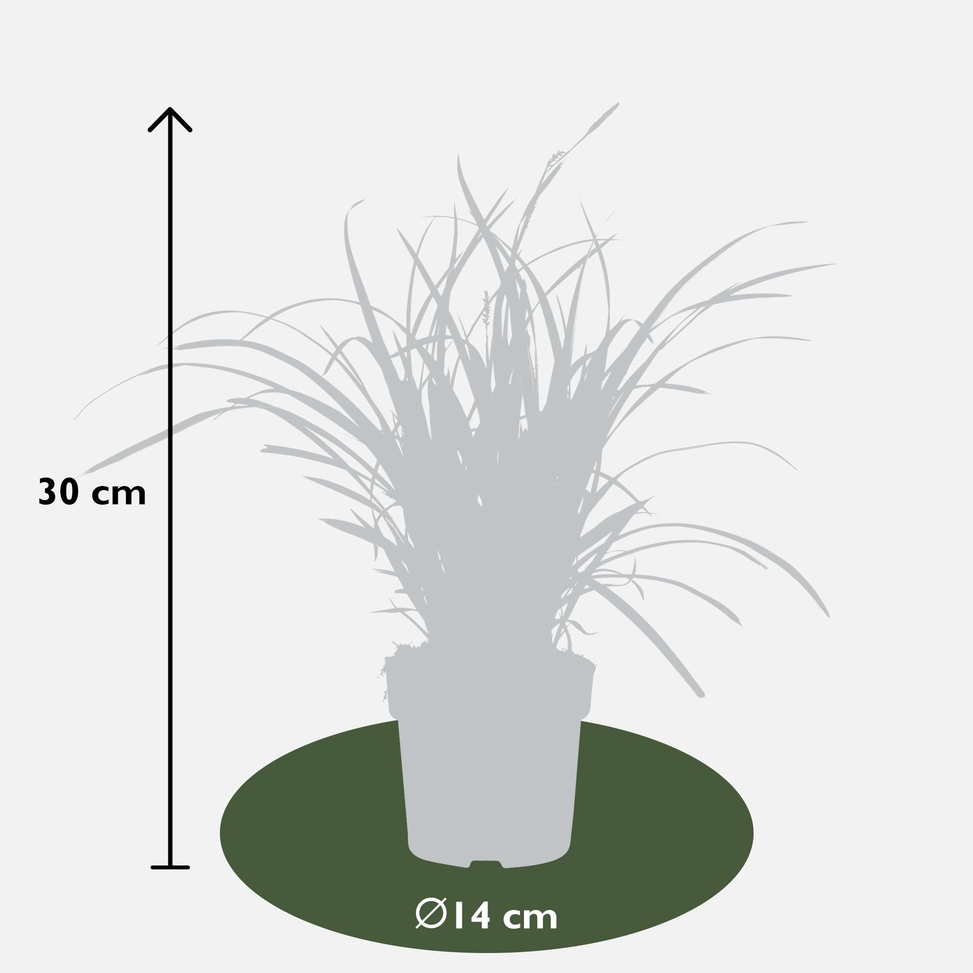 Hoogeveen 3x - Carex morrowii 'Ice Dance' - ↨30cm - Ø14 (8720955321570)