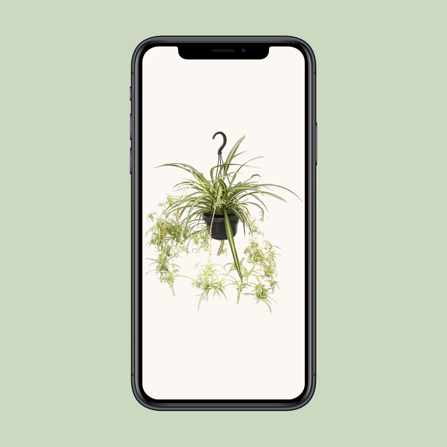 Chlorophytum Comosum Variegatum (12494)