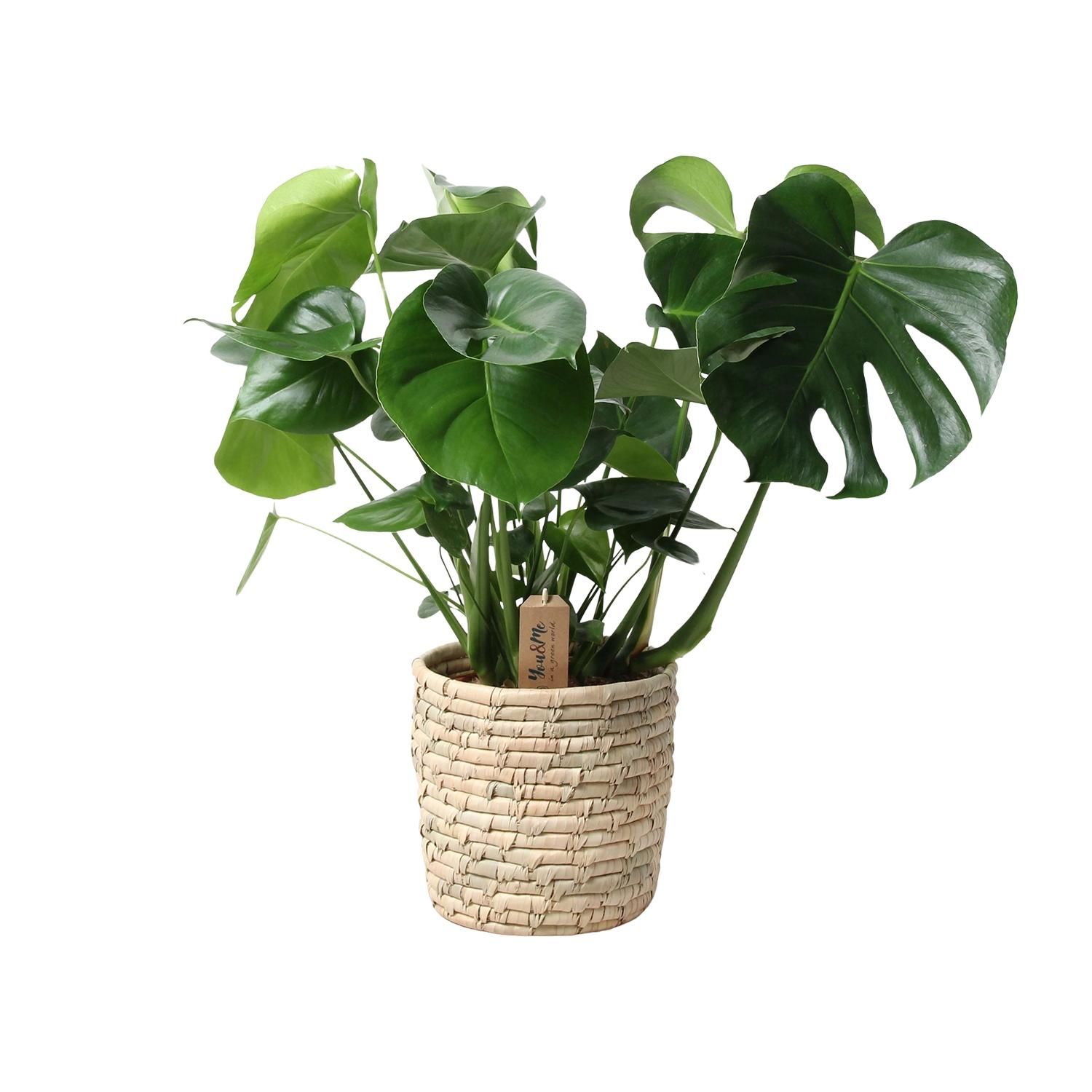 Monstera In Basket Palmleaf (30764)