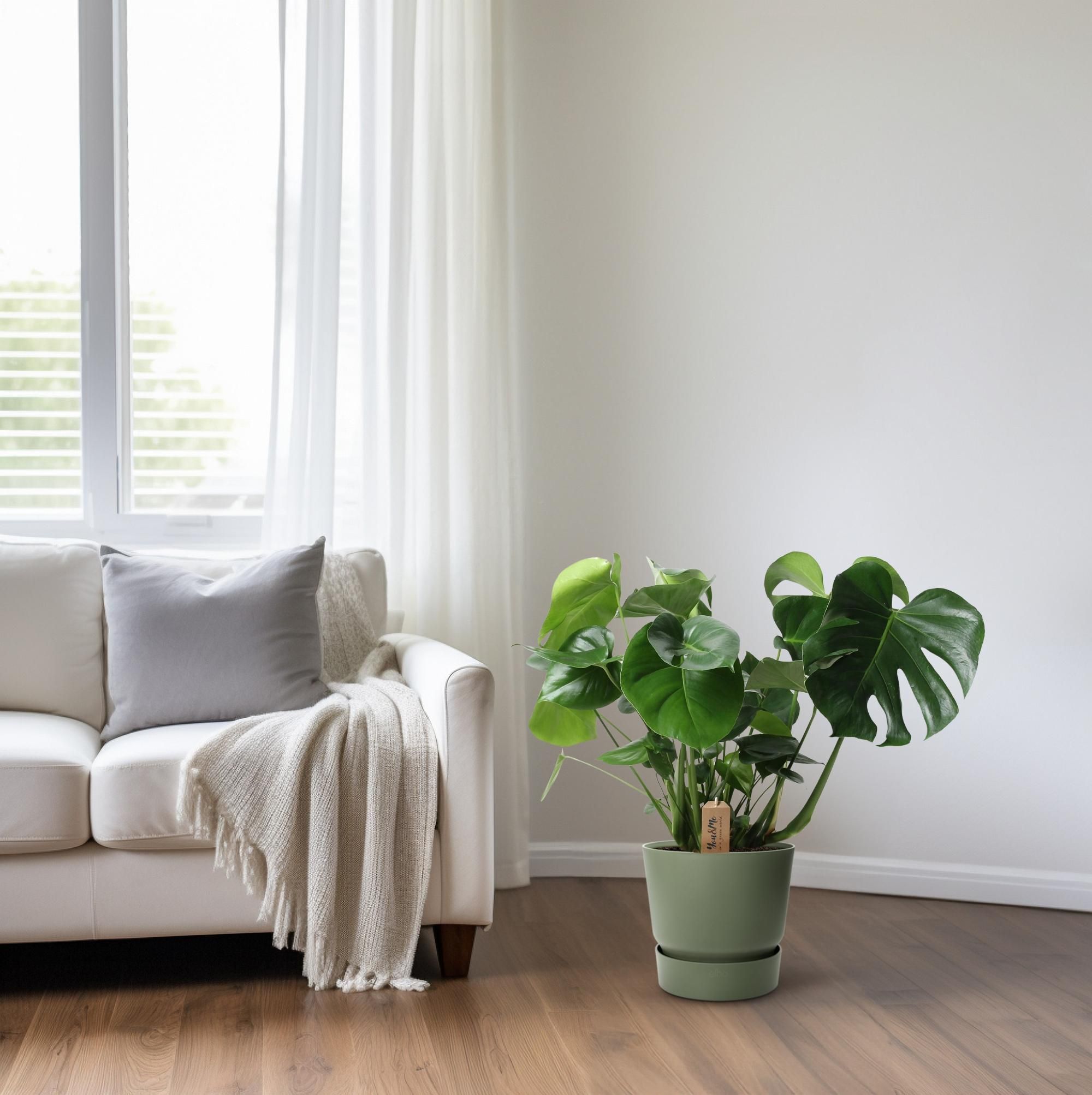 Monstera In Basket Palmleaf (30764)