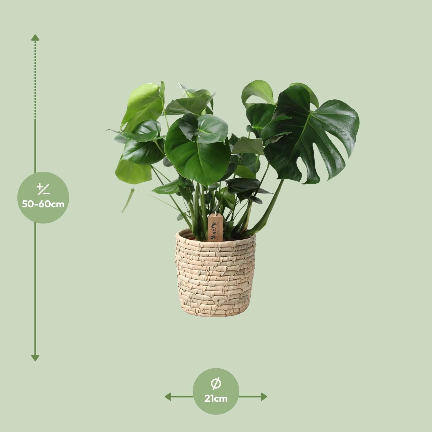 Monstera In Basket Palmleaf (30764)