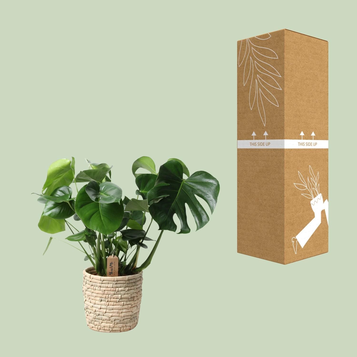 Monstera In Basket Palmleaf (30764)