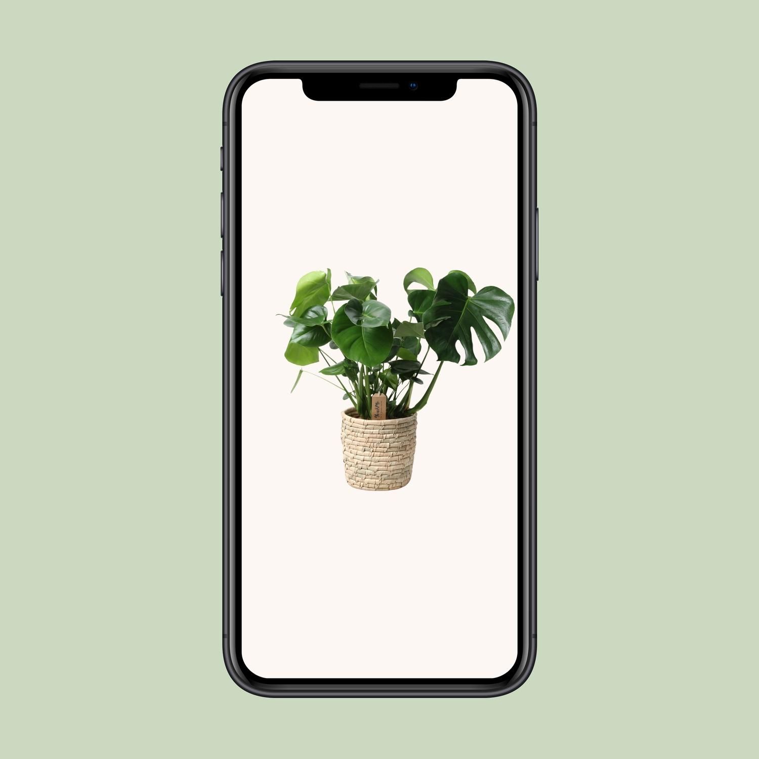 Monstera In Basket Palmleaf (30764)