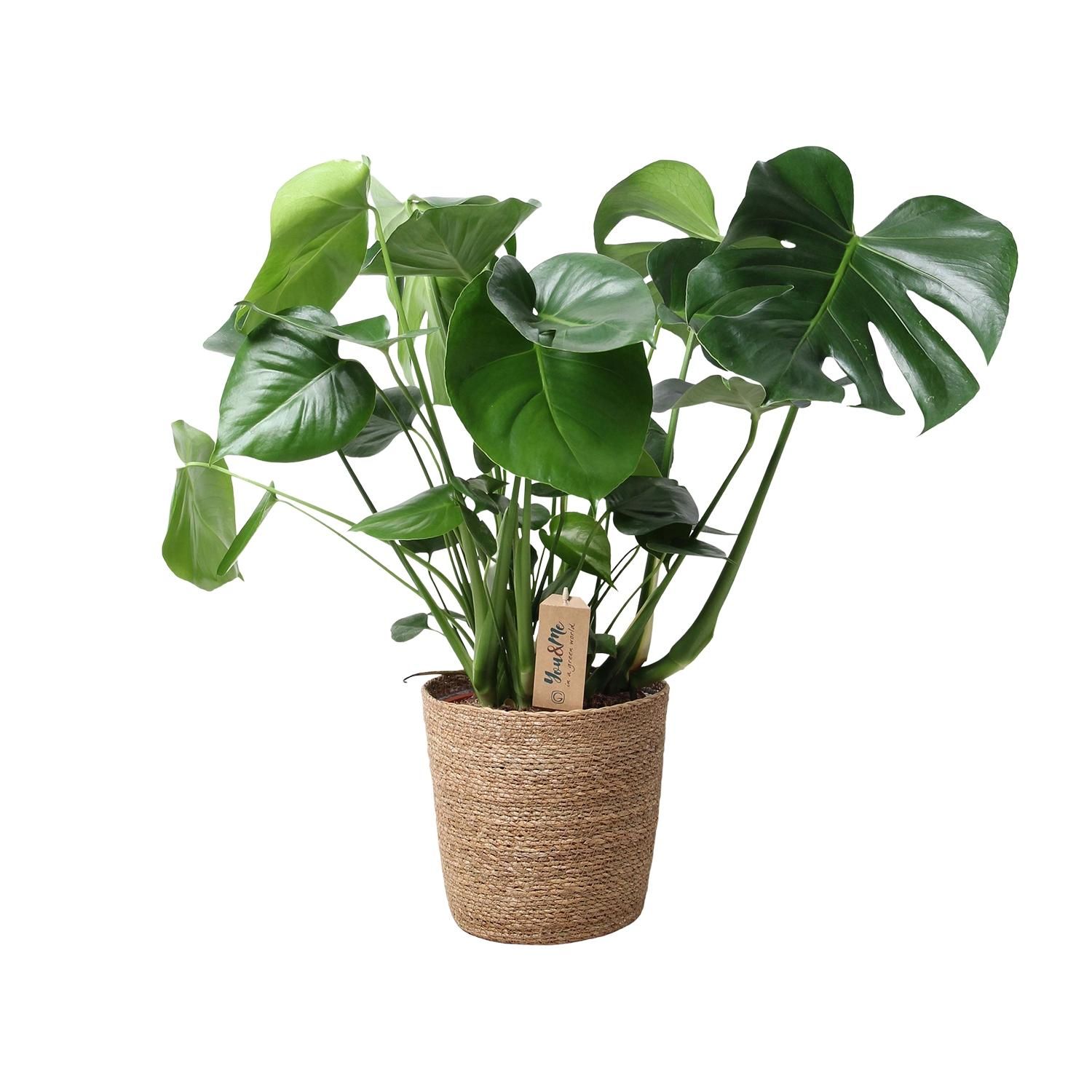 Monstera In Natural Basket (30756)