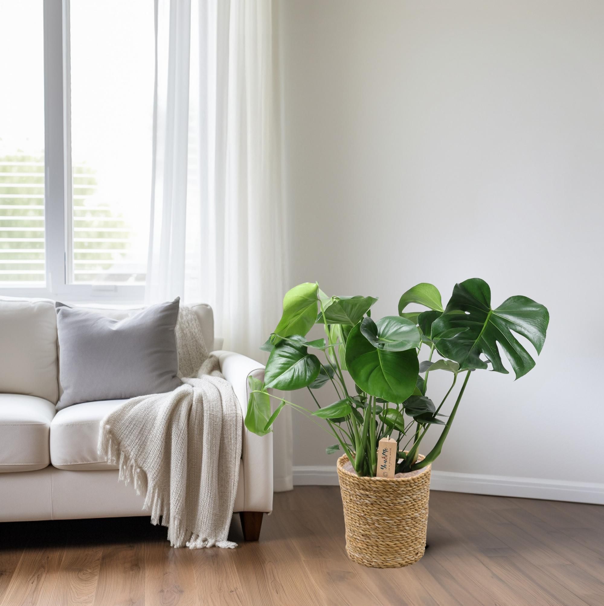 Monstera In Natural Basket (30756)