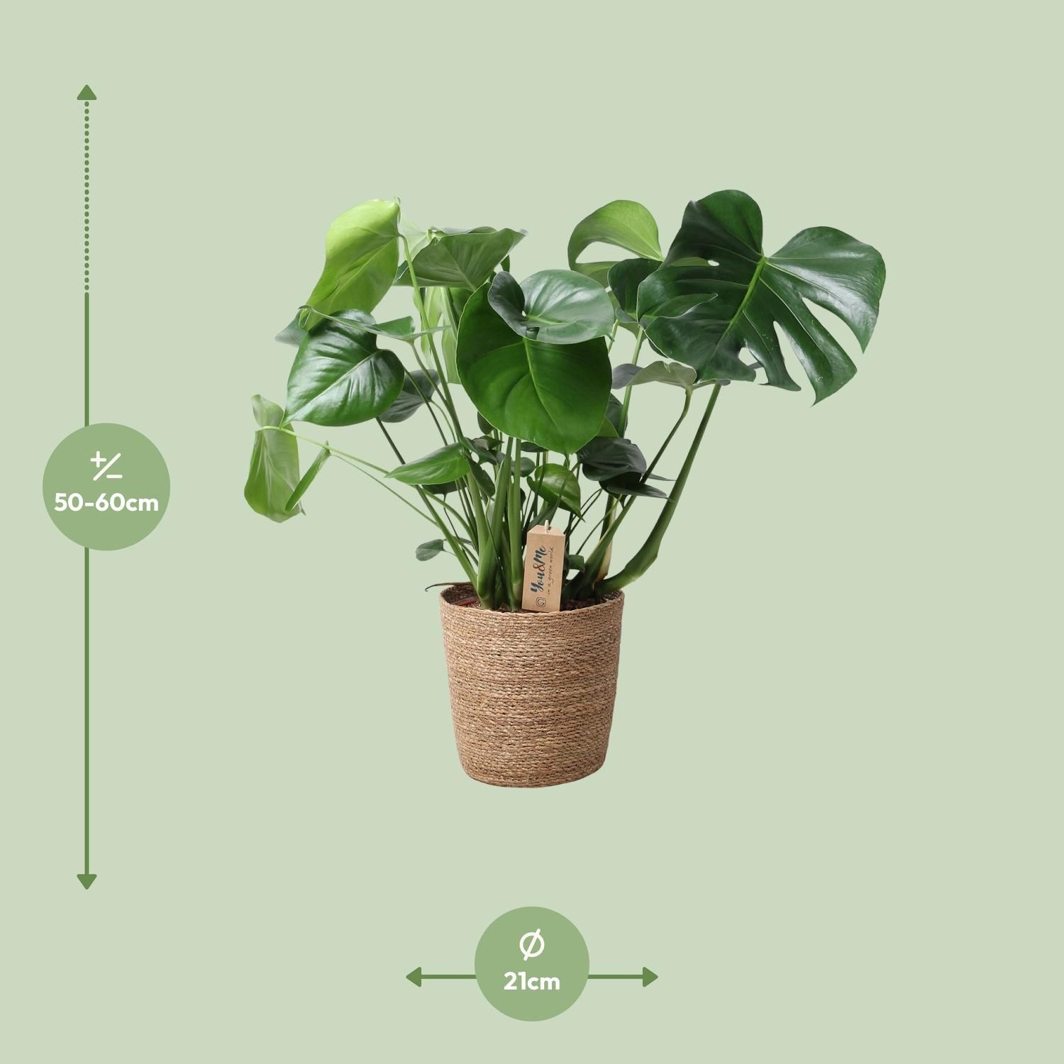Monstera In Natural Basket (30756)