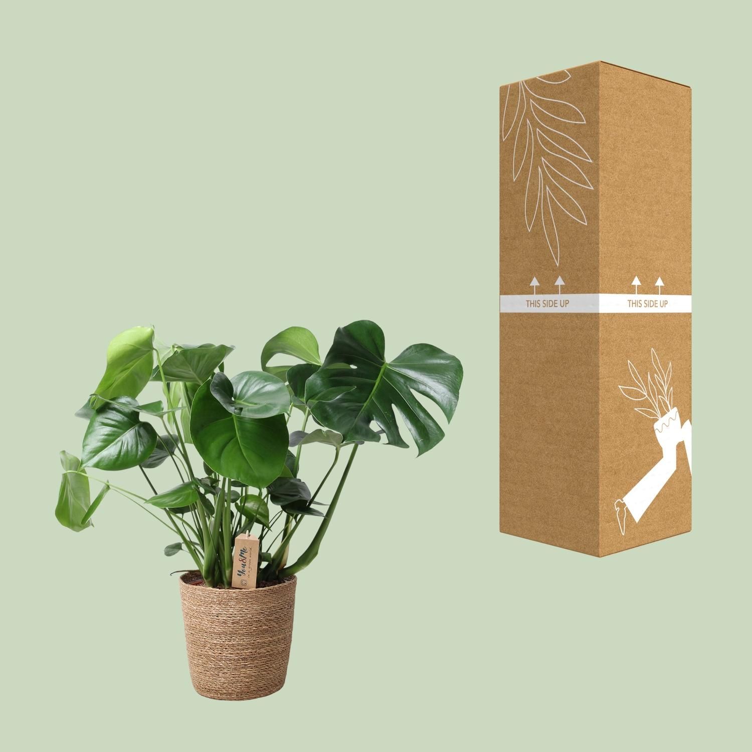 Monstera In Natural Basket (30756)