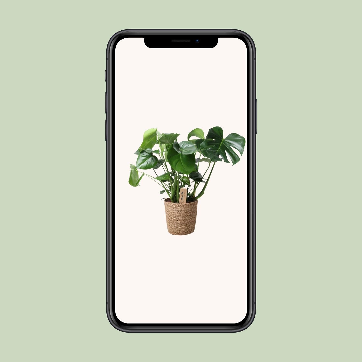 Monstera In Natural Basket (30756)