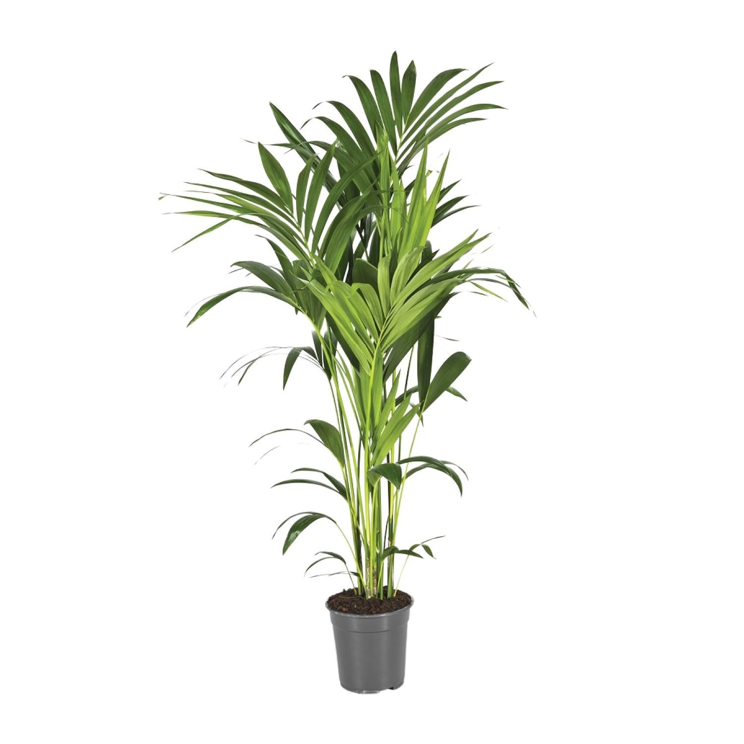 Howea Forsteriana (12434)