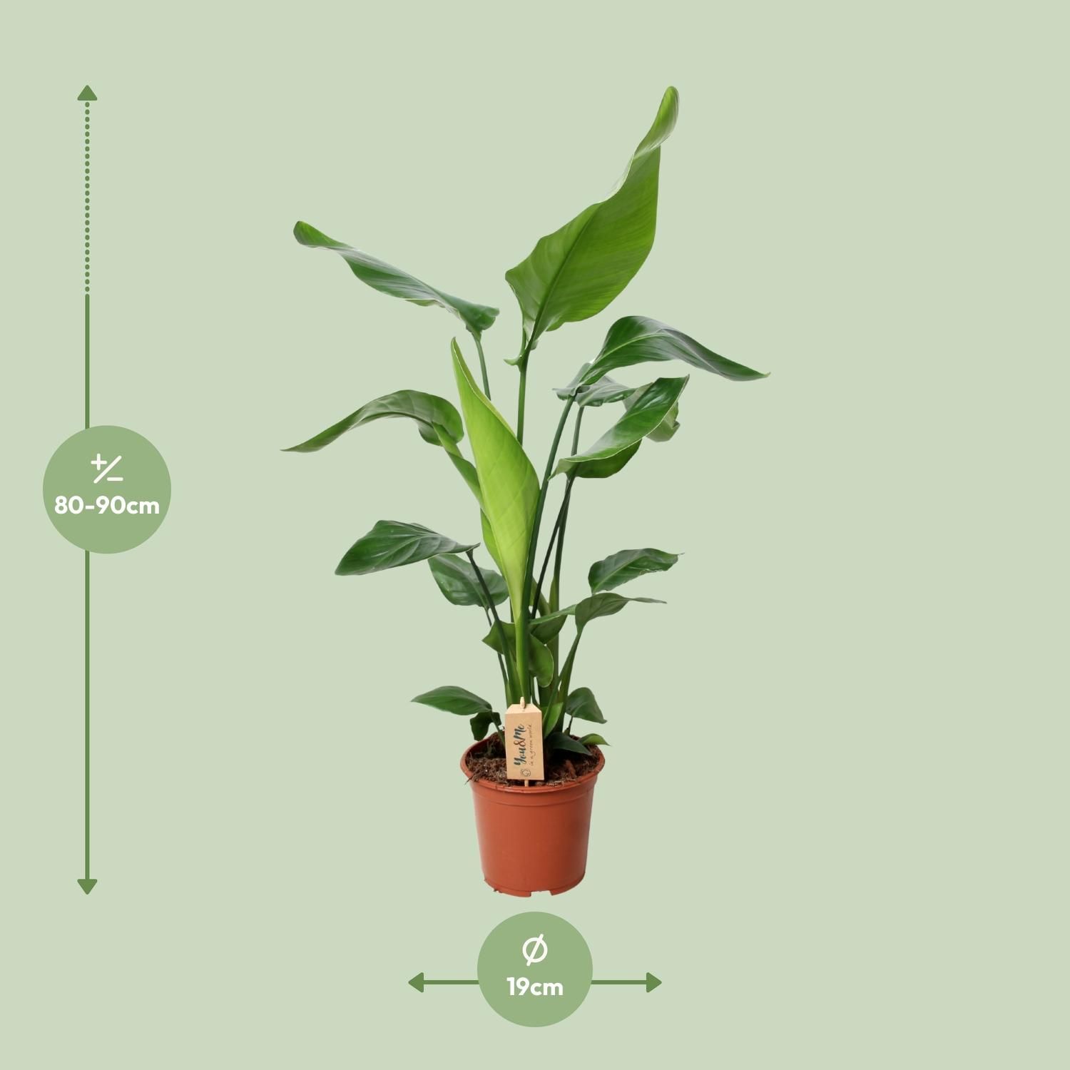 PROMO - Strelitzia Nicolai (12532)