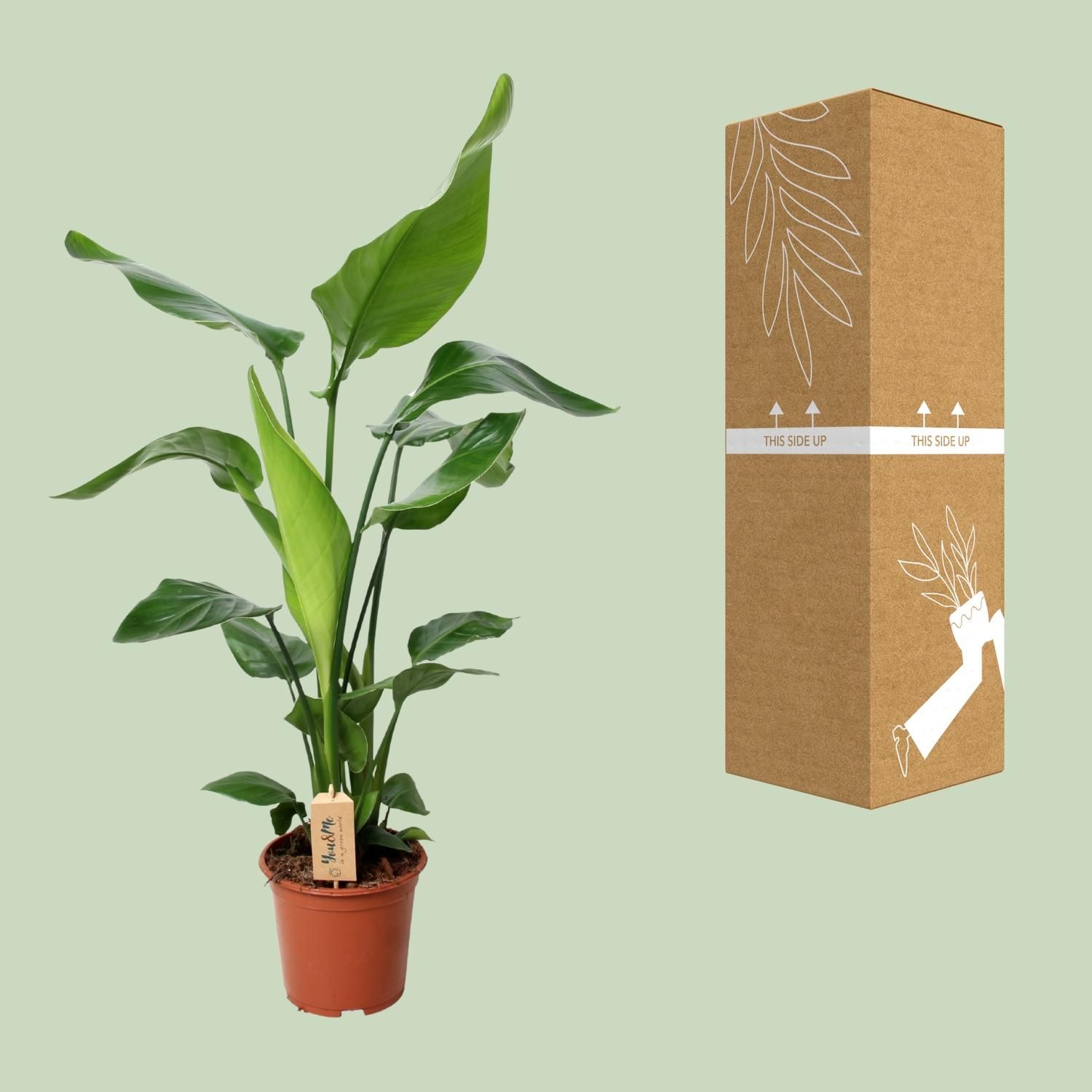 PROMO - Strelitzia Nicolai (12532)