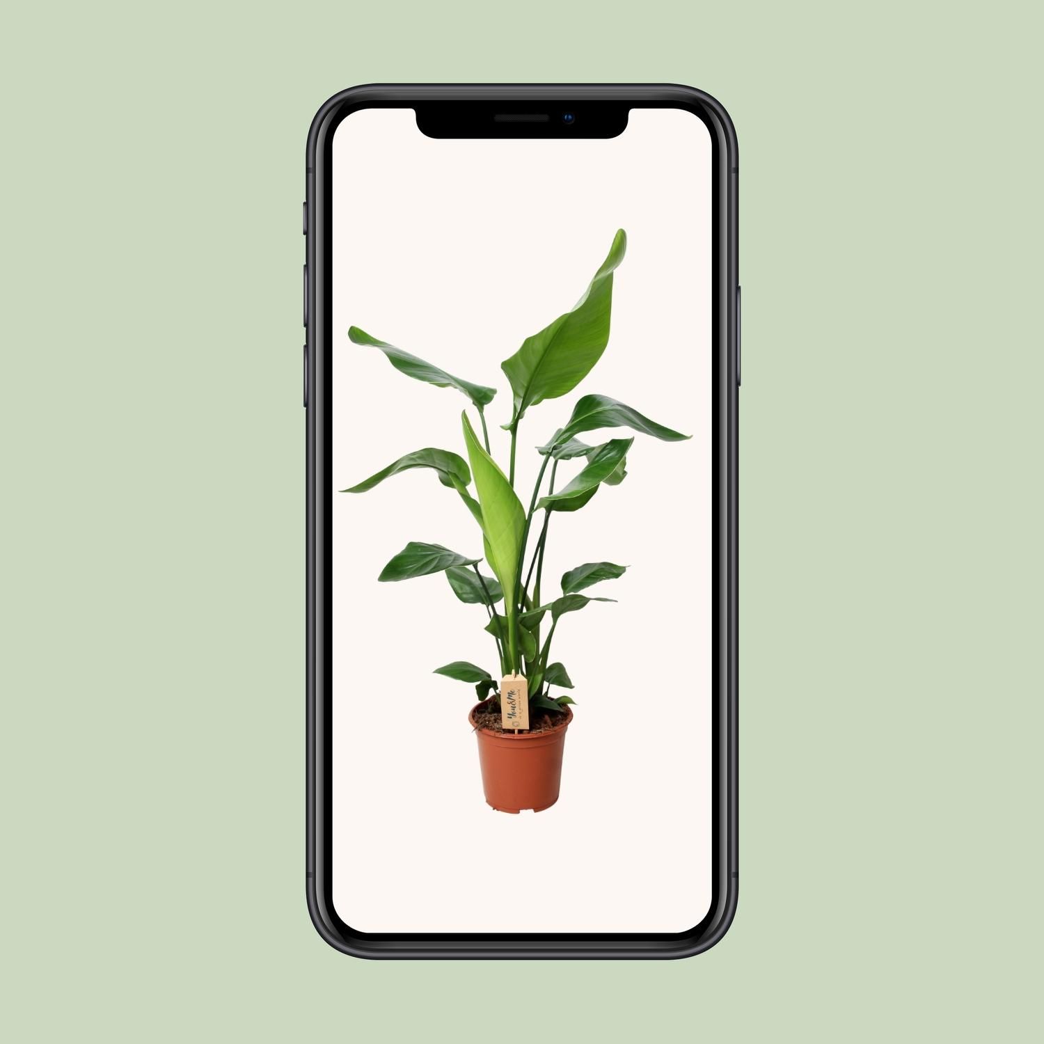 PROMO - Strelitzia Nicolai (12532)