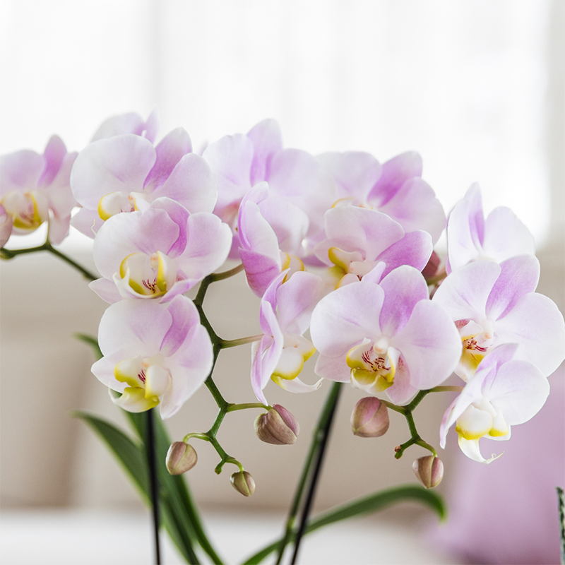 Roze orchideeënset in Como dish incl. waterreservoir | twee roze Portugal orchideeën 9cm (51308)