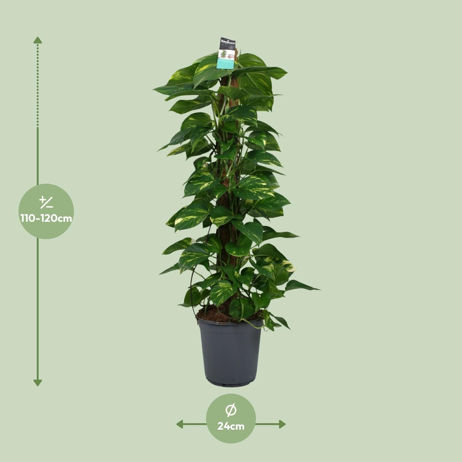 Scindapsus (Epipremnum) (12492)