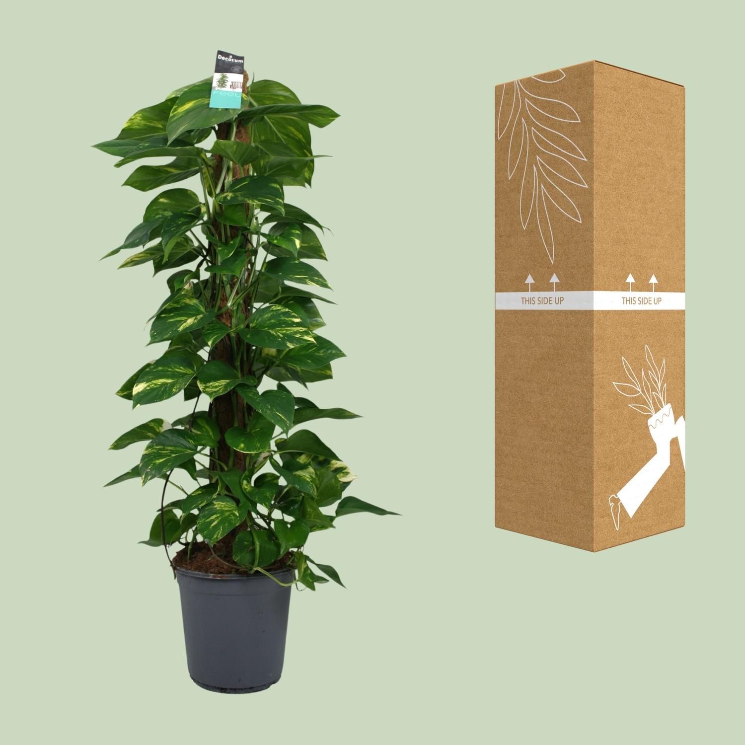 Scindapsus (Epipremnum) (12492)