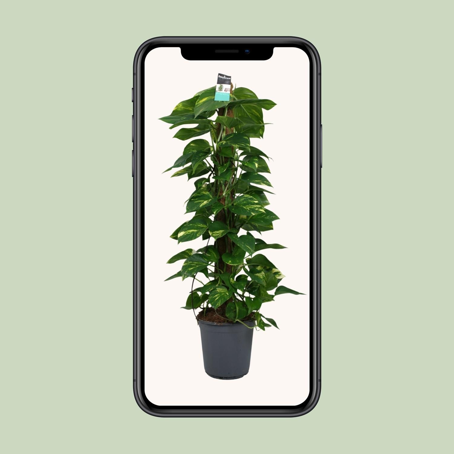 Scindapsus (Epipremnum) (12492)