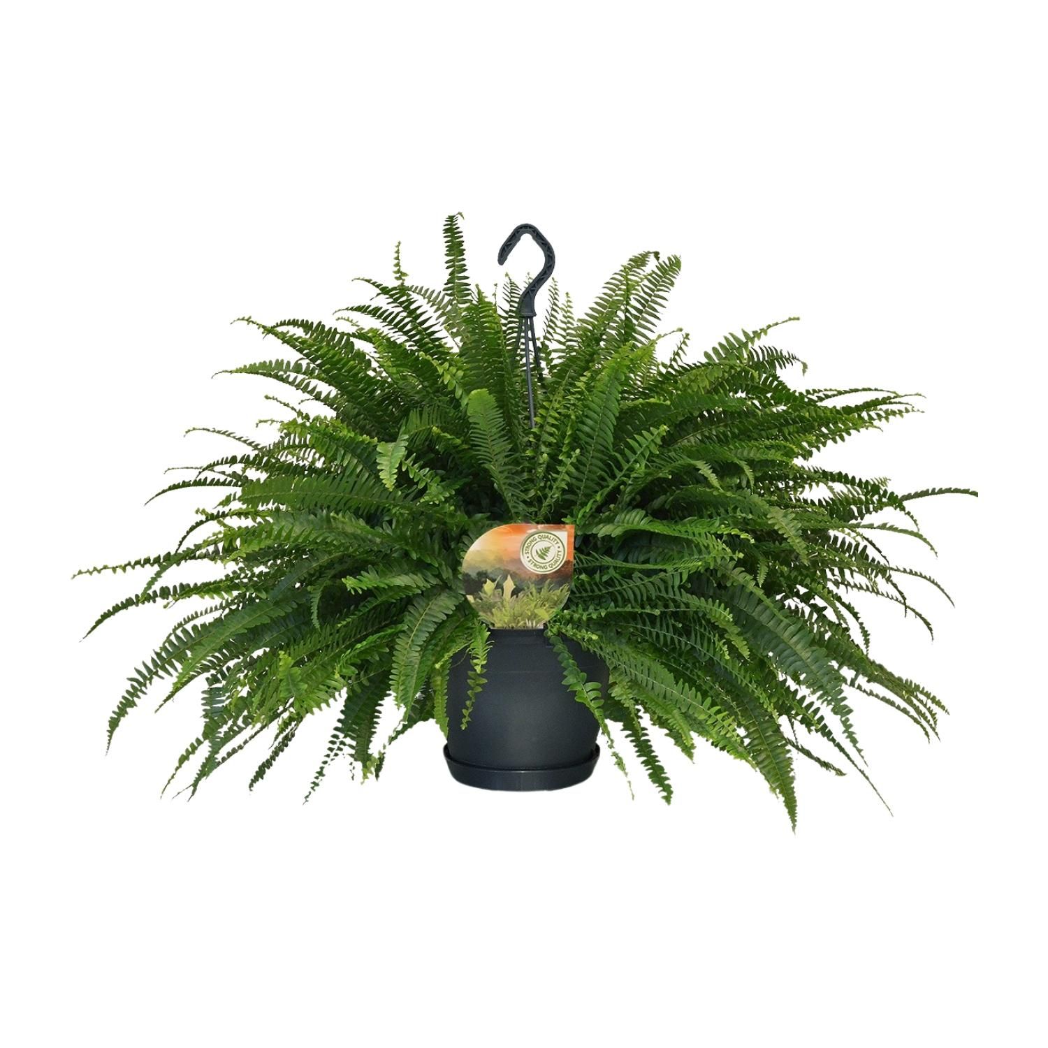 Nephrolepis Green Lady (10865)