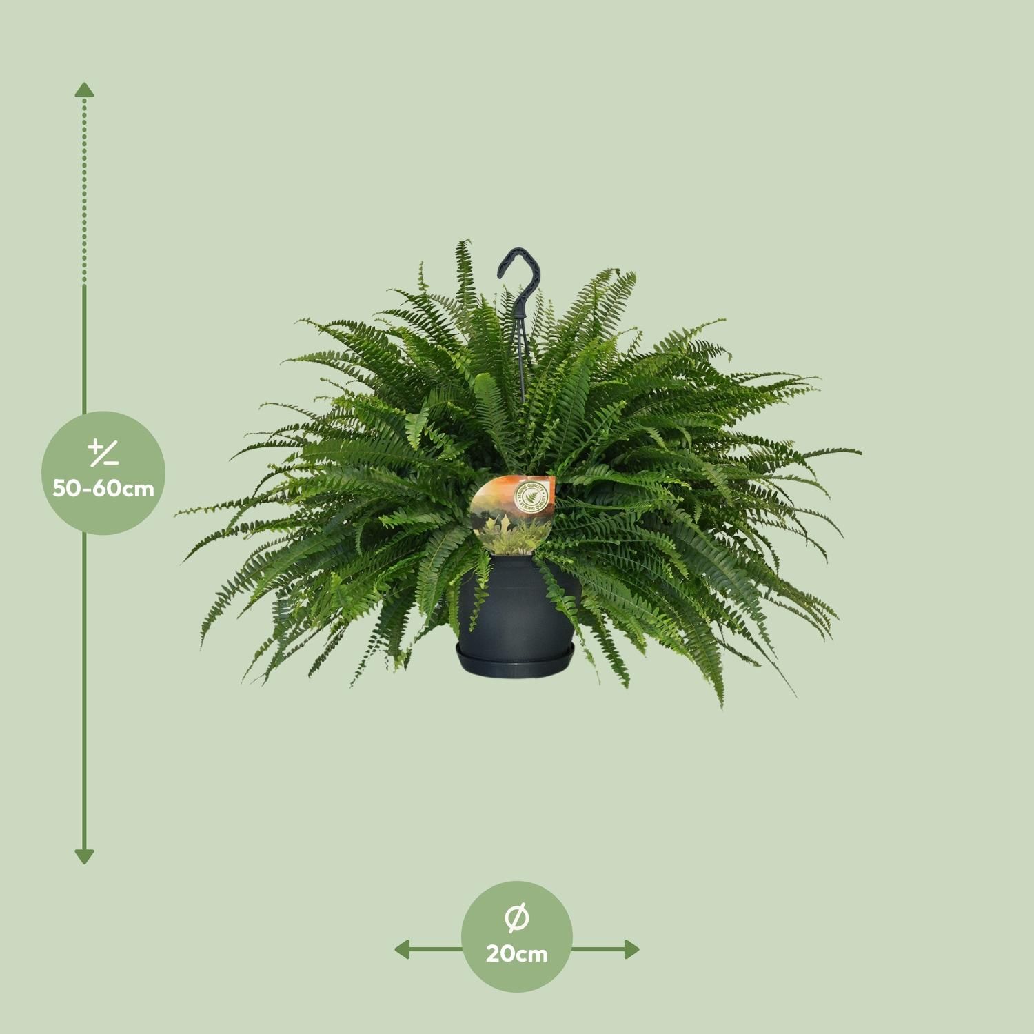 Nephrolepis Green Lady (10865)