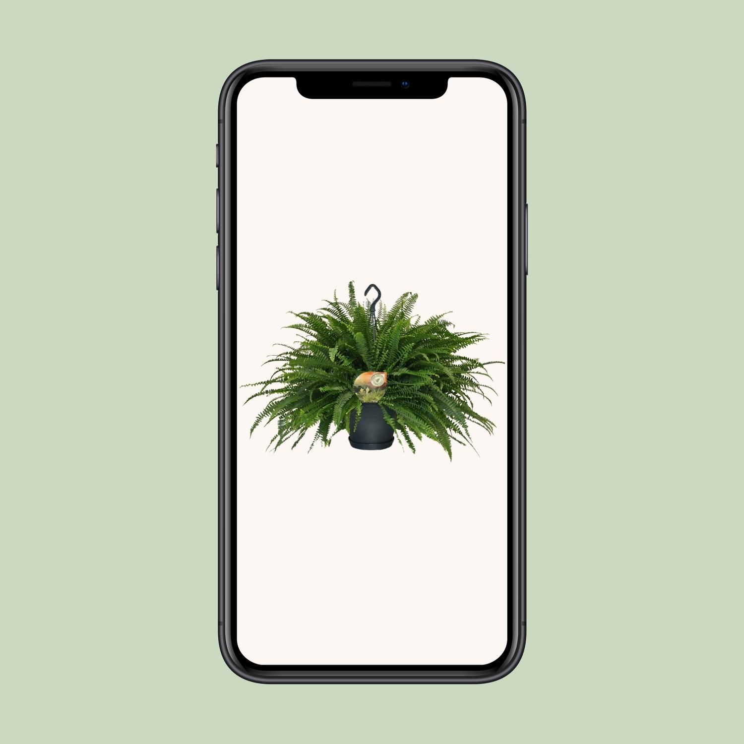Nephrolepis Green Lady (10865)