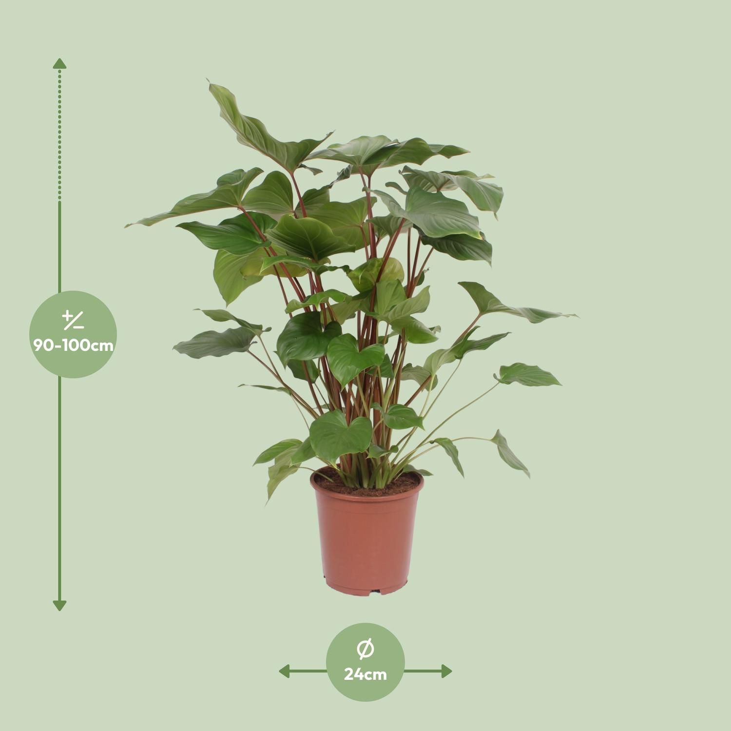 Homalomena Rubescens Maggy (10069)