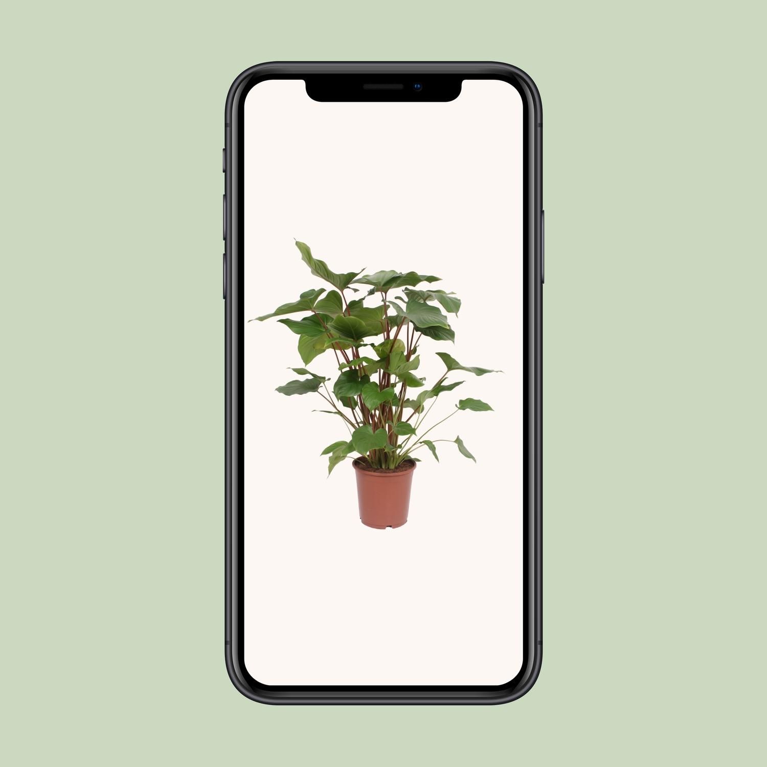 Homalomena Rubescens Maggy (10069)