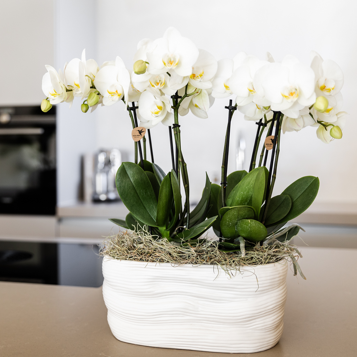 Witte orchideeënset in Como dish incl. waterreservoir | twee witte Amabilis orchideeën 9cm (51306)