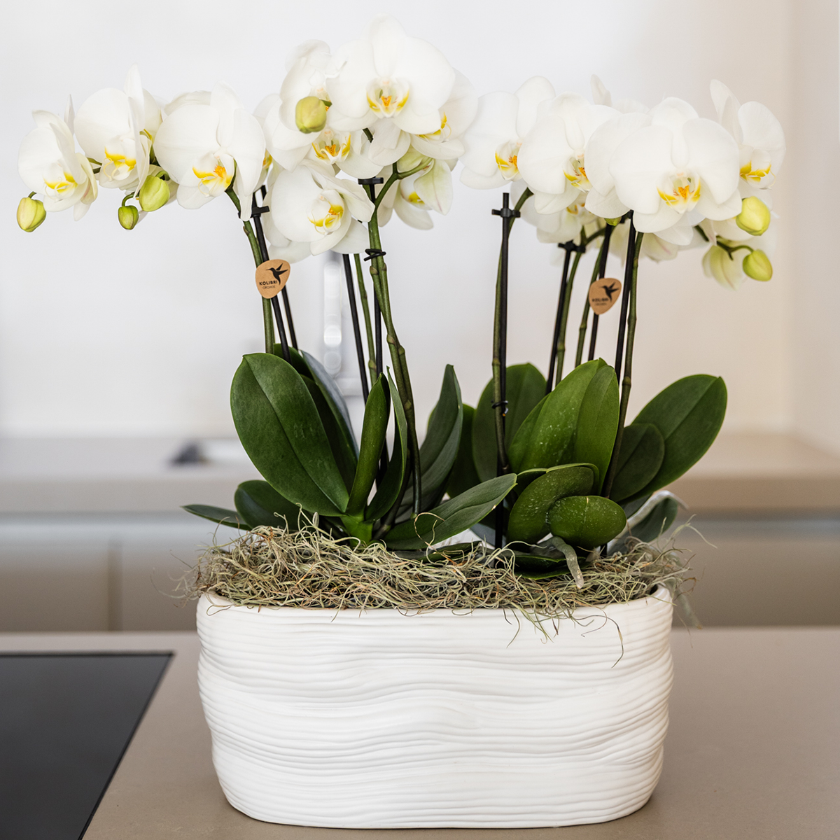 Witte orchideeënset in Como dish incl. waterreservoir | twee witte Amabilis orchideeën 9cm (51306)