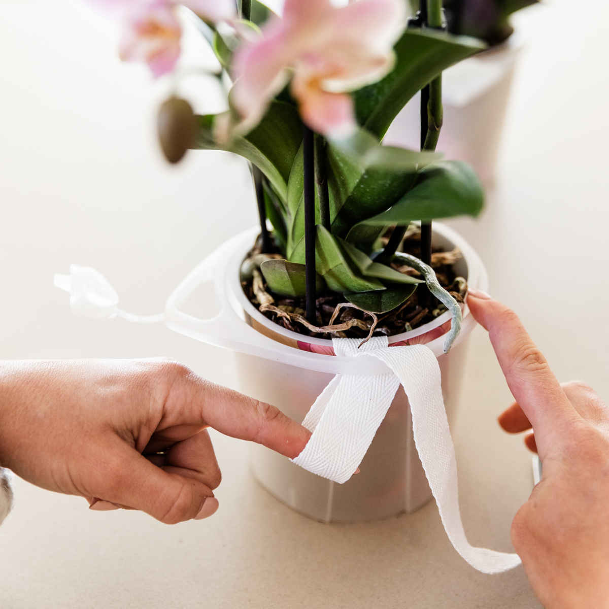 Witte orchideeënset in Como dish incl. waterreservoir | twee witte Amabilis orchideeën 9cm (51306)