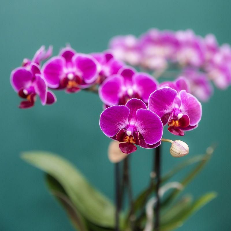 Paarse orchideeënset in Como dish incl. waterreservoir | twee paarse Morelia orchideeën 9cm (51307)