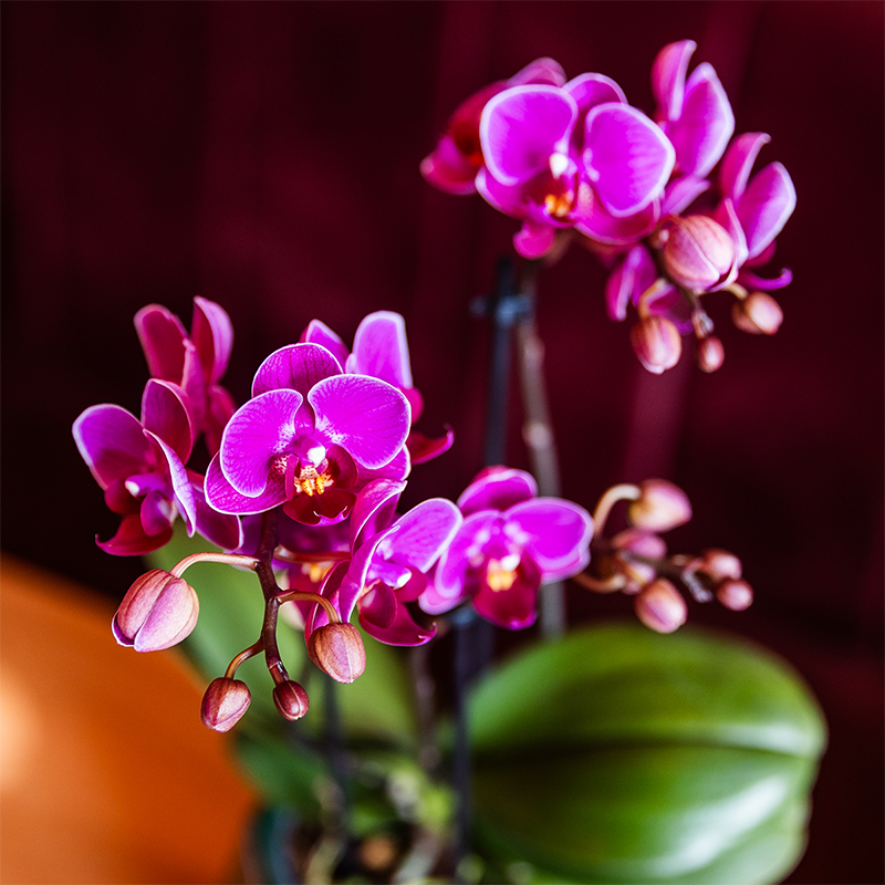 Paarse orchideeënset in Como dish incl. waterreservoir | twee paarse Morelia orchideeën 9cm (51307)