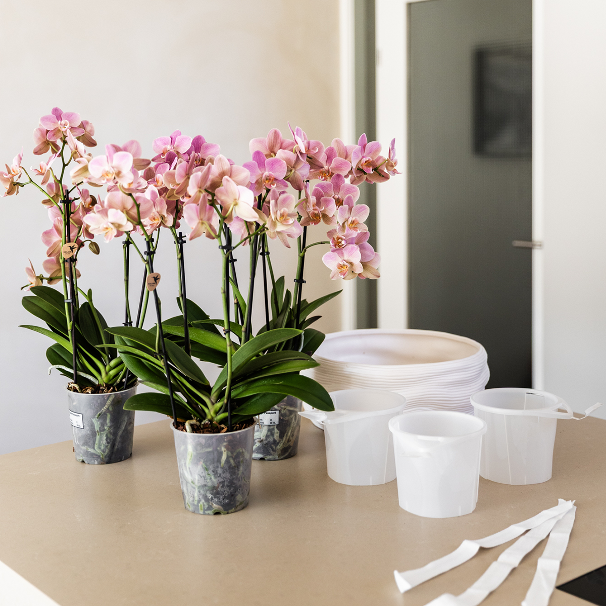 Paarse orchideeënset in Como dish incl. waterreservoir | twee paarse Morelia orchideeën 9cm (51307)