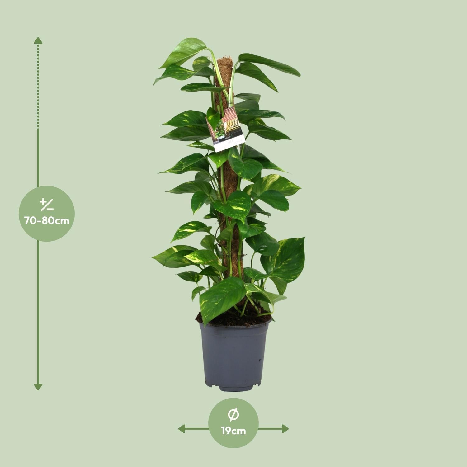 Scindapsus Epipremnum (12440)