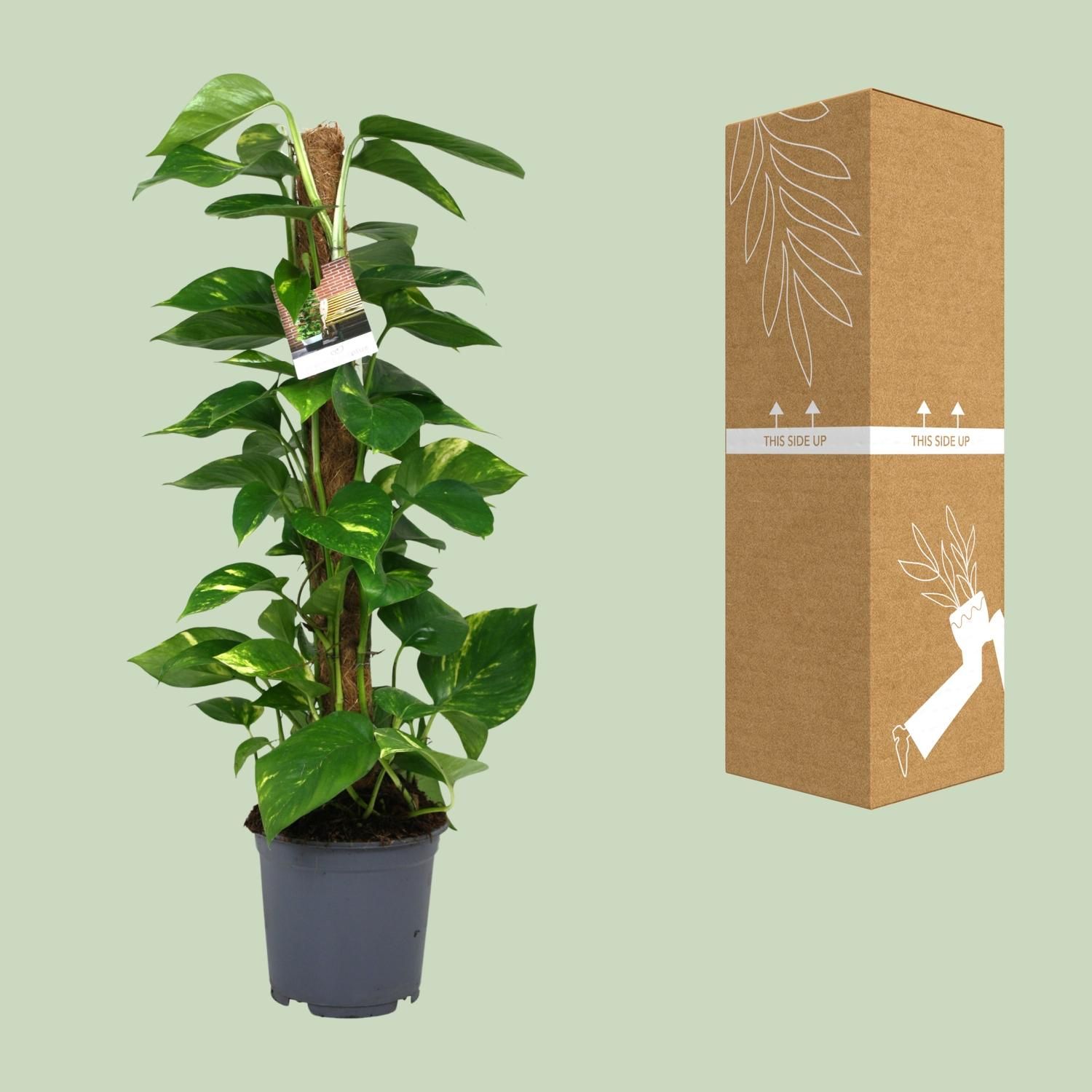 Scindapsus Epipremnum (12440)