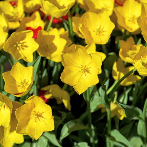 Tulpenbollen Strong Gold – 20 Stuks | KH Bloembollen® | Gele Tulp – Stralend & Krachtig – Voor Tuin of Pot – Maat 11/12 – Vers van de Teler (08720256864592)