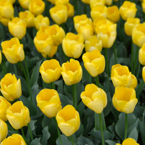 Tulpenbollen Strong Gold – 20 Stuks | KH Bloembollen® | Gele Tulp – Stralend & Krachtig – Voor Tuin of Pot – Maat 11/12 – Vers van de Teler (08720256864592)