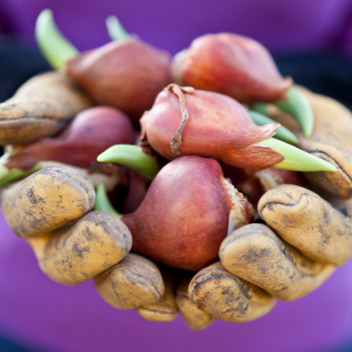 Tulpenbollen Strong Gold – 20 Stuks | KH Bloembollen® | Gele Tulp – Stralend & Krachtig – Voor Tuin of Pot – Maat 11/12 – Vers van de Teler (08720256864592)