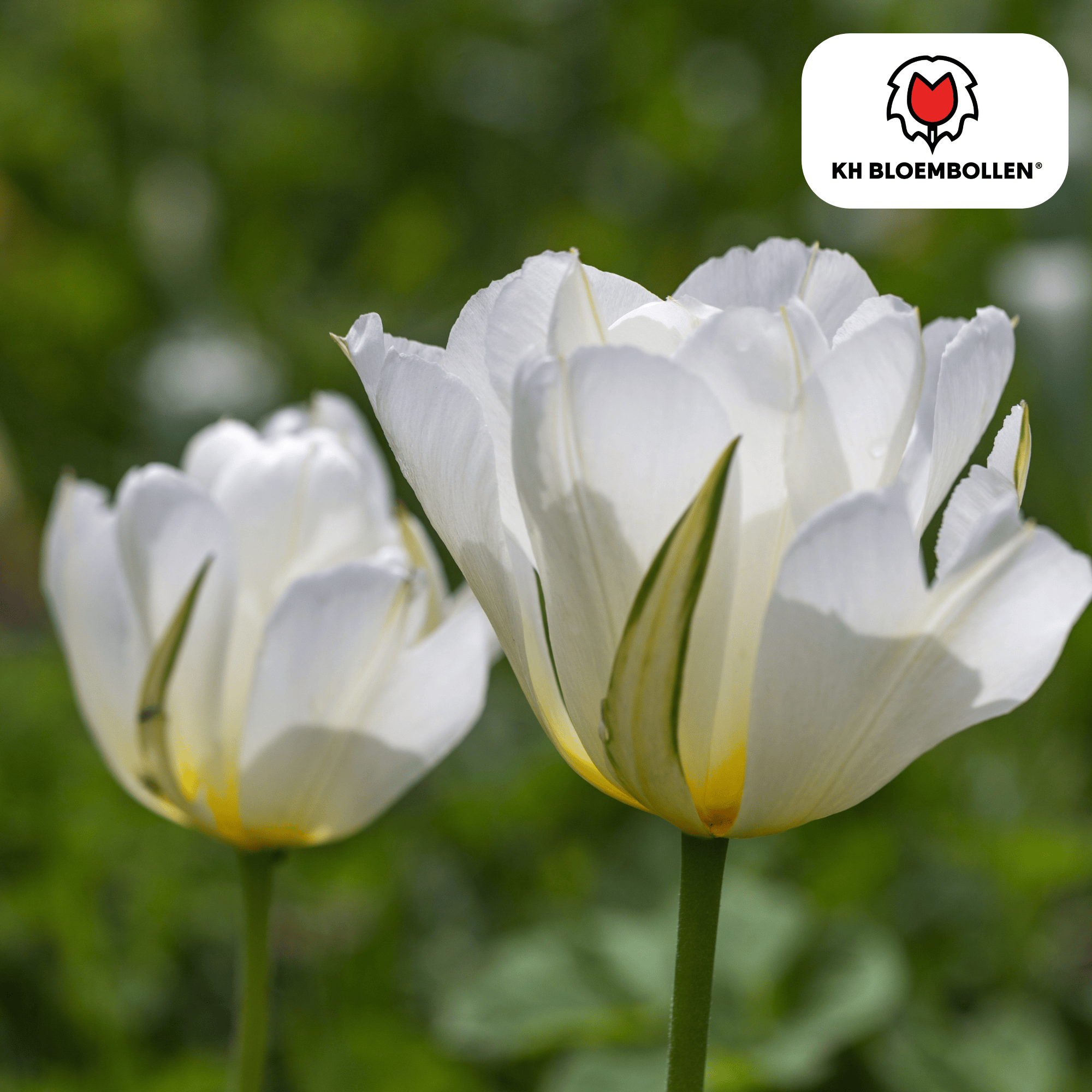 Tulpenbollen White Valley – 20 Stuks | KH Bloembollen® | Witte Tulp – Fris, Elegant & Tijdloos – Voor Tuin of Pot – Maat 11/12 – Vers van de Teler (08720256864691)