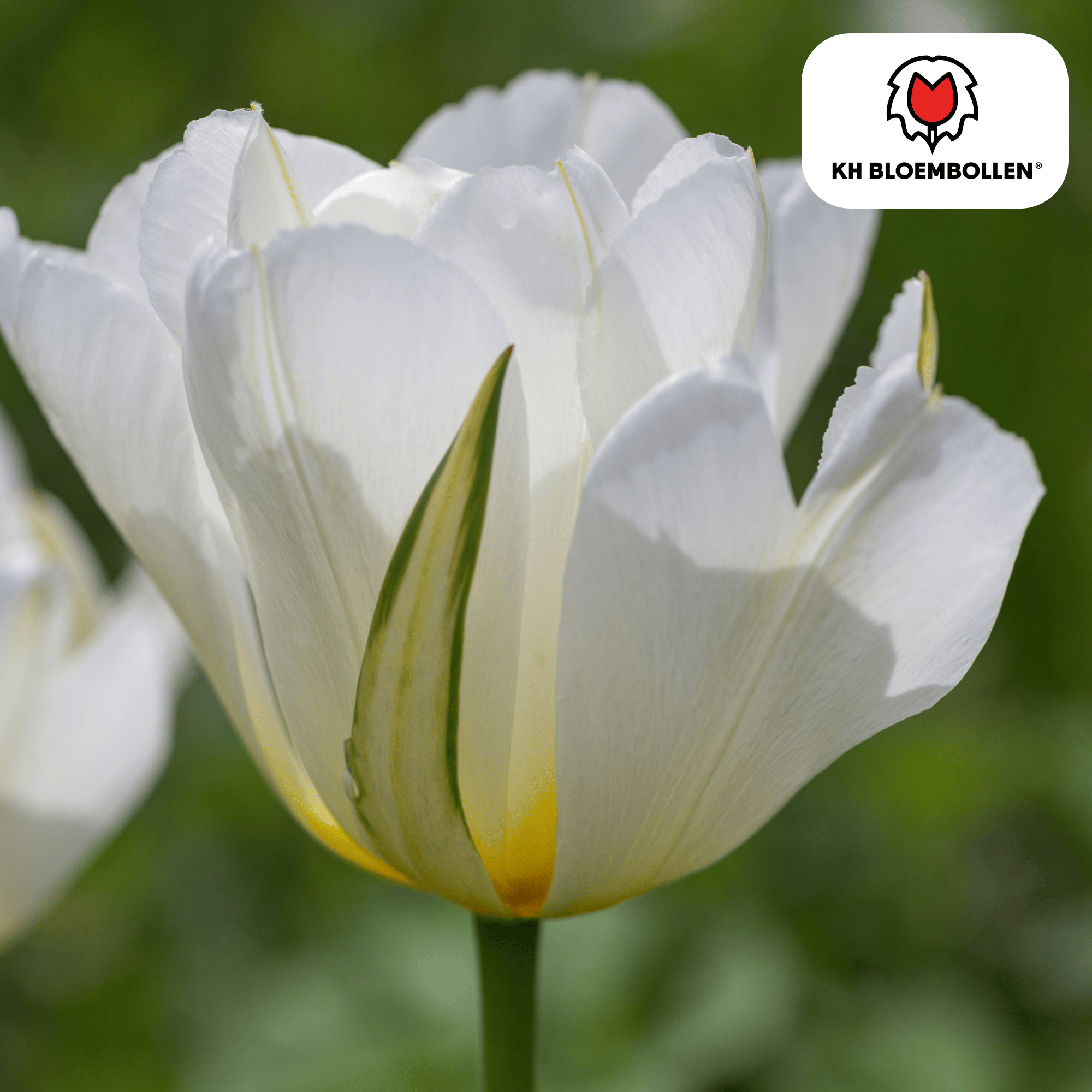 Tulpenbollen White Valley – 20 Stuks | KH Bloembollen® | Witte Tulp – Fris, Elegant & Tijdloos – Voor Tuin of Pot – Maat 11/12 – Vers van de Teler (08720256864691)